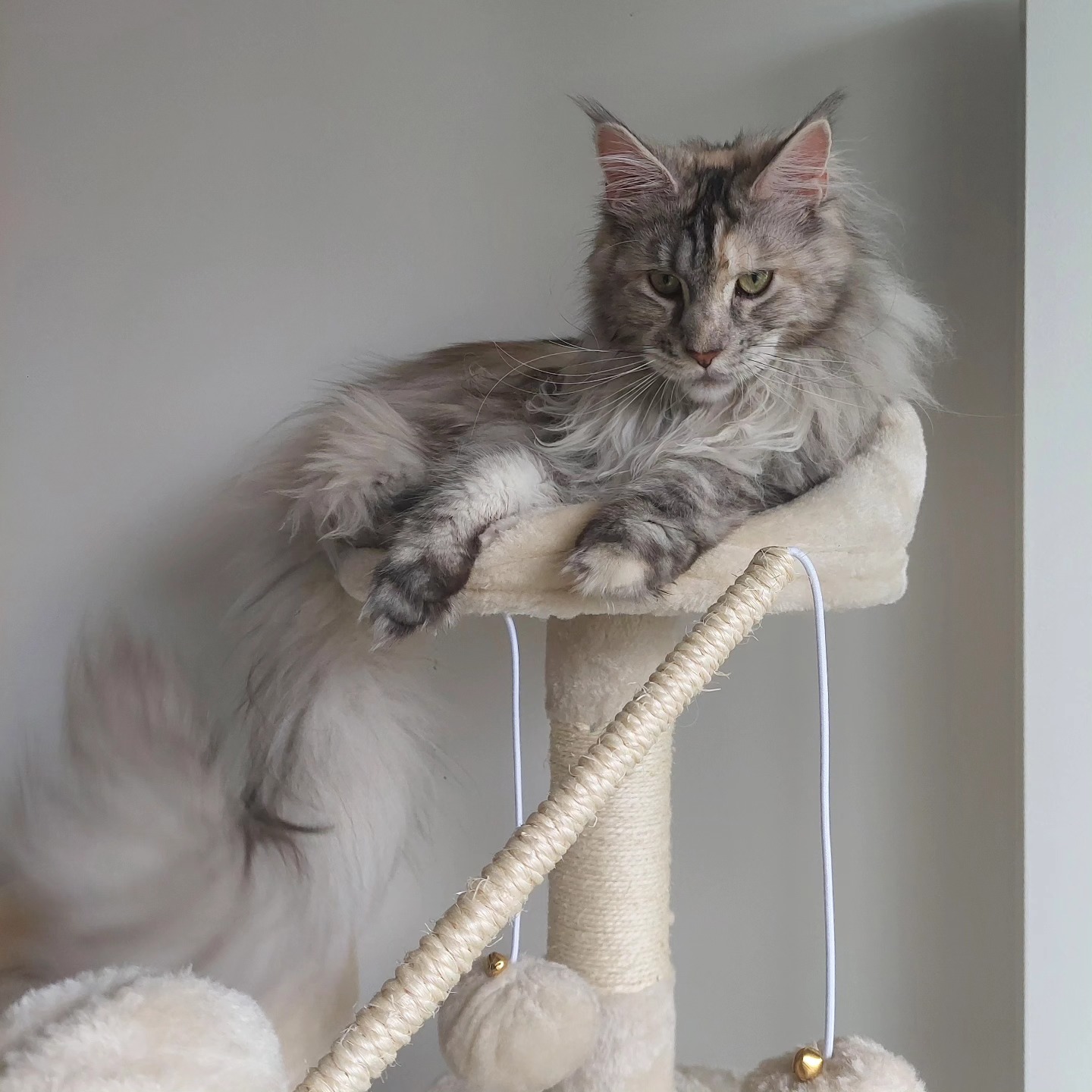 Au rythme des pattes — photo