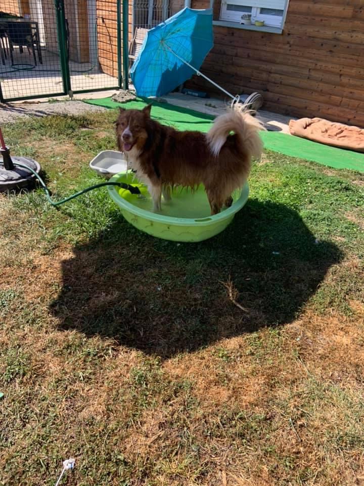 Pension canine chien zen — photo