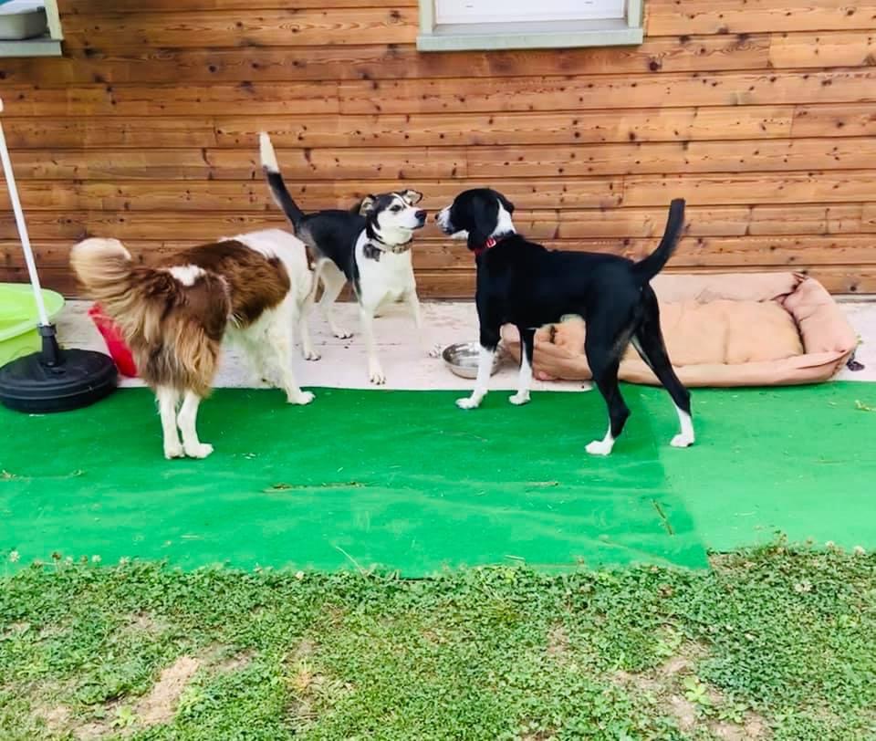 Pension canine chien zen — photo