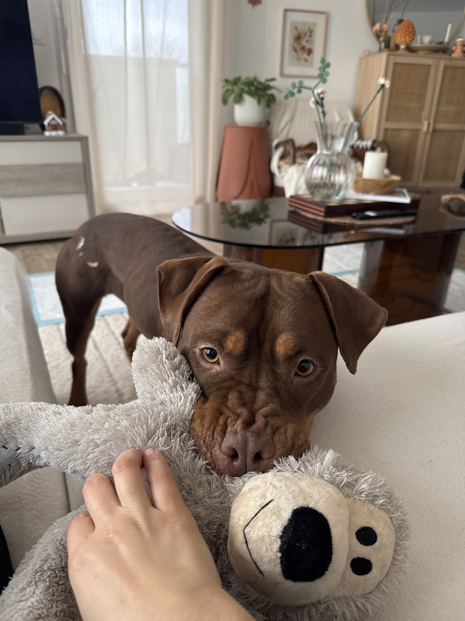 De tous poils - comportementaliste canin et félin certifiée — photo