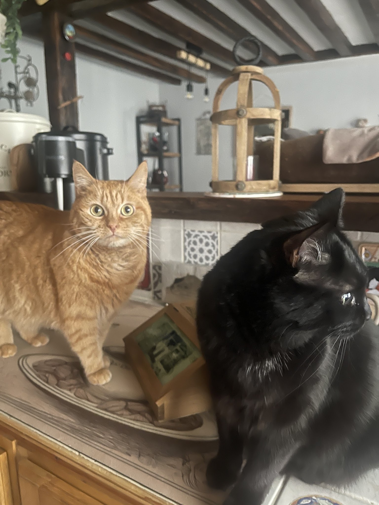De tous poils - comportementaliste canin et félin certifiée — photo