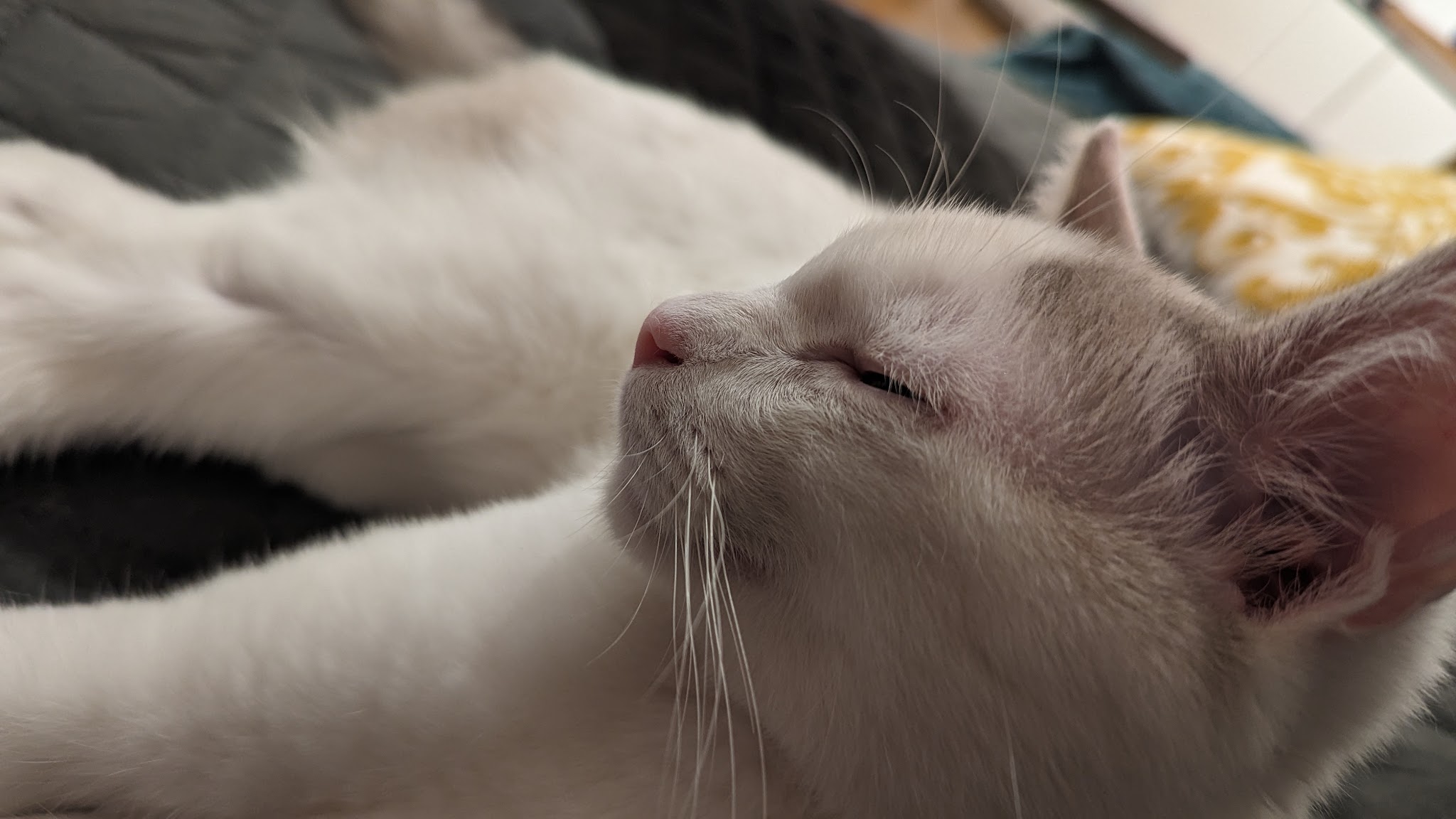 De tous poils - comportementaliste canin et félin certifiée — photo