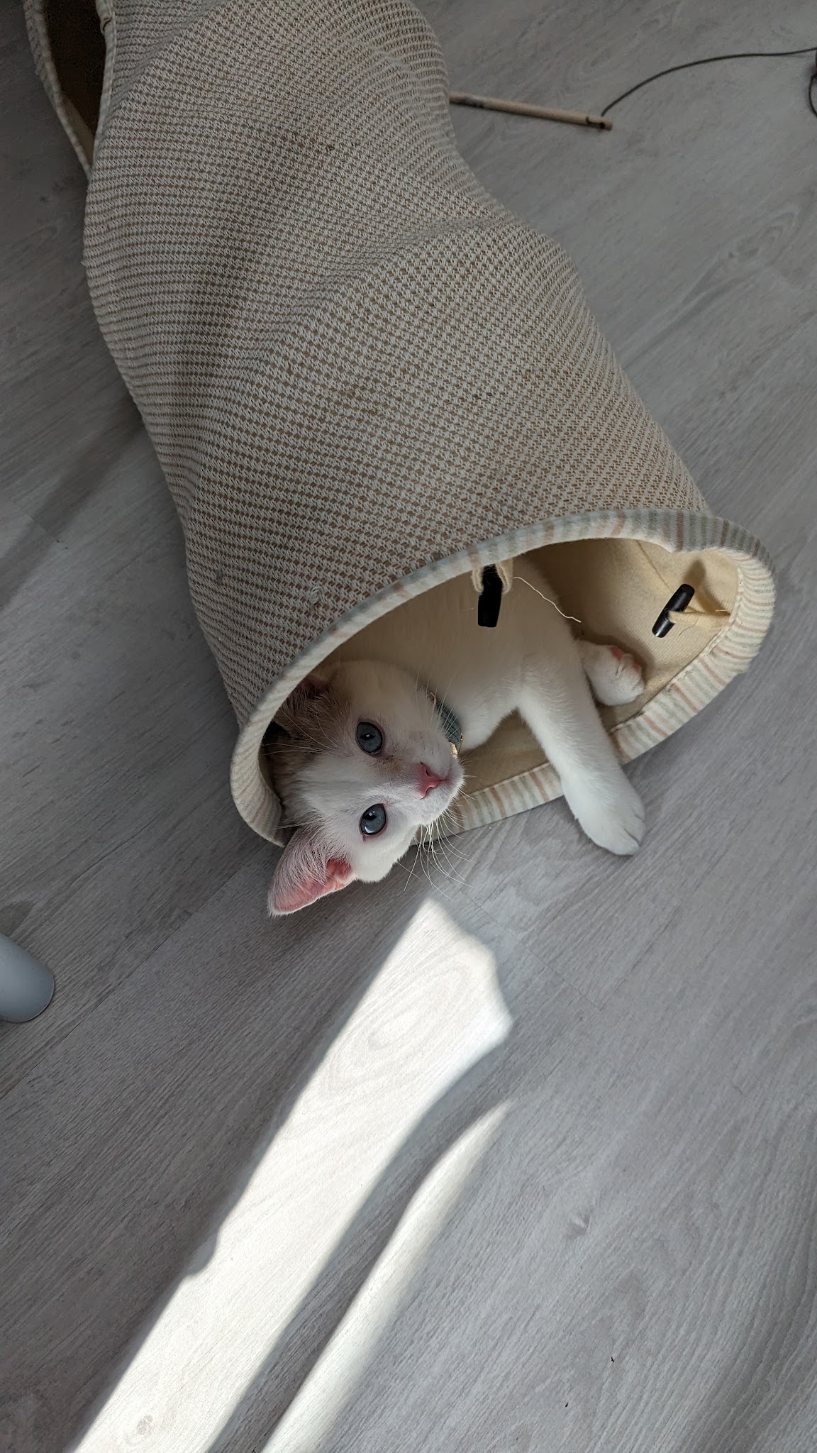 De tous poils - comportementaliste canin et félin certifiée — photo