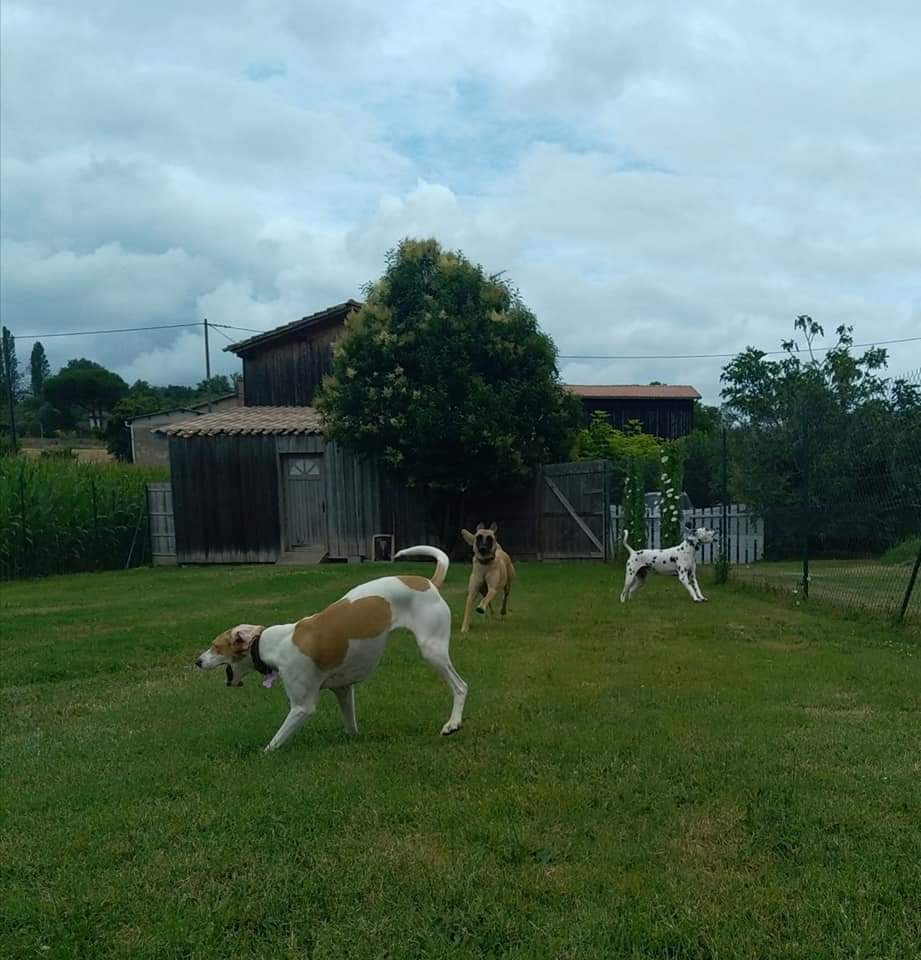 Pension Canine Des Cerisiers