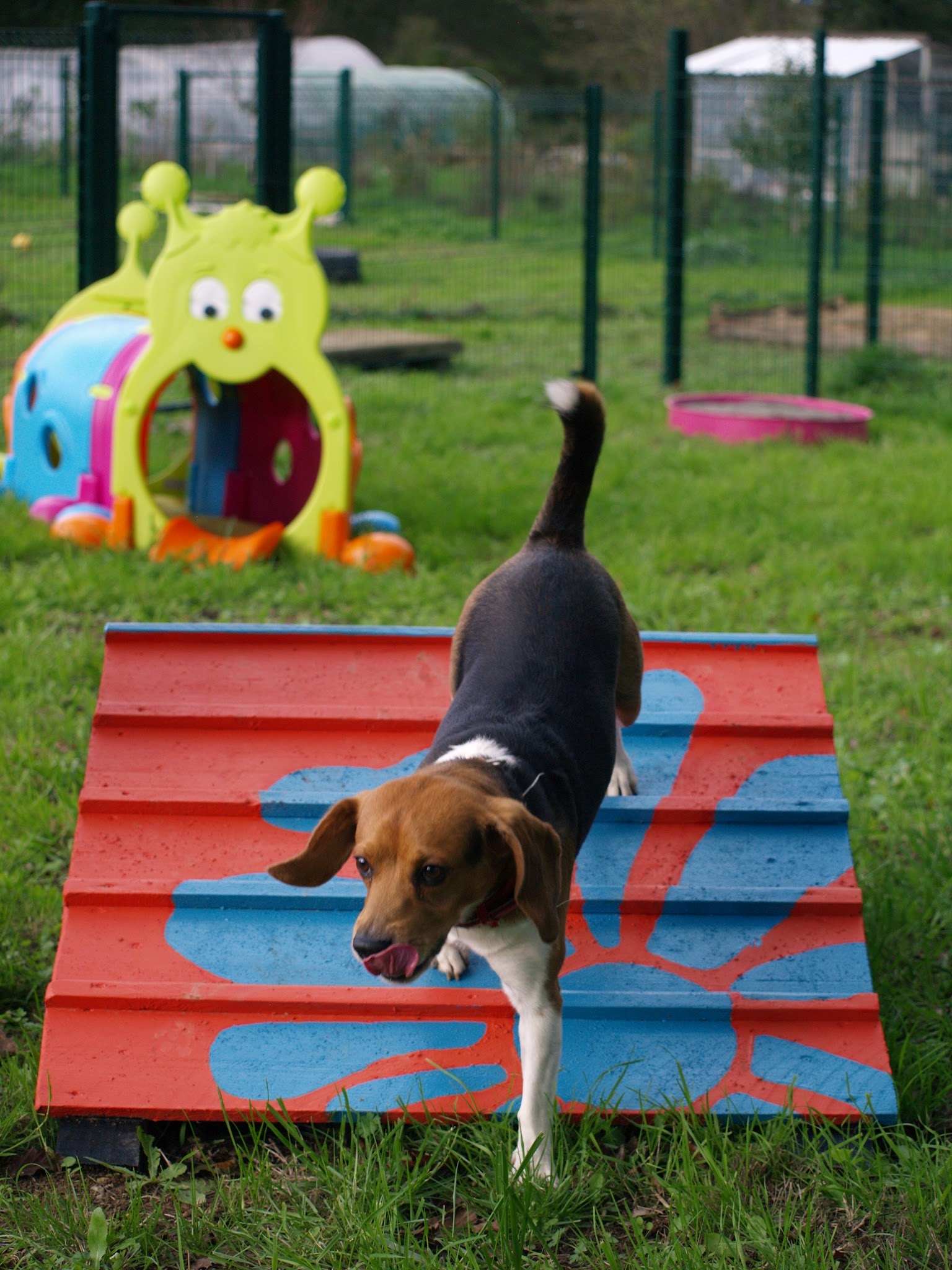 Garde d'animaux - Woofstock - Centre aéré canin — photo