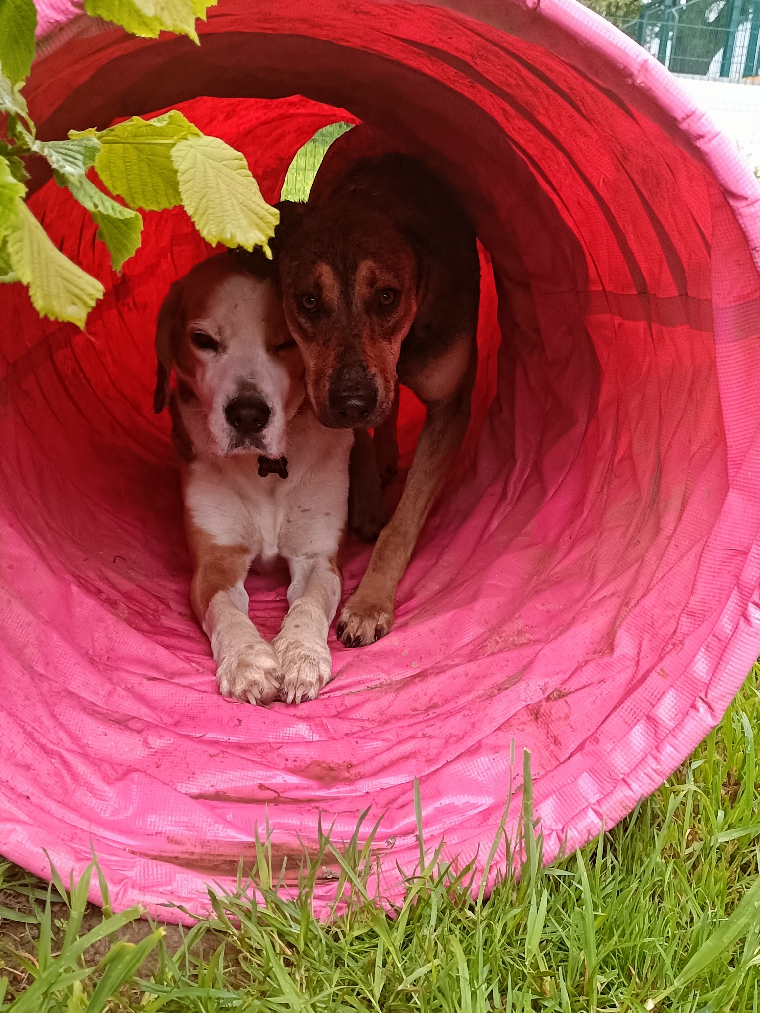 Garde d'animaux - Woofstock - Centre aéré canin — photo