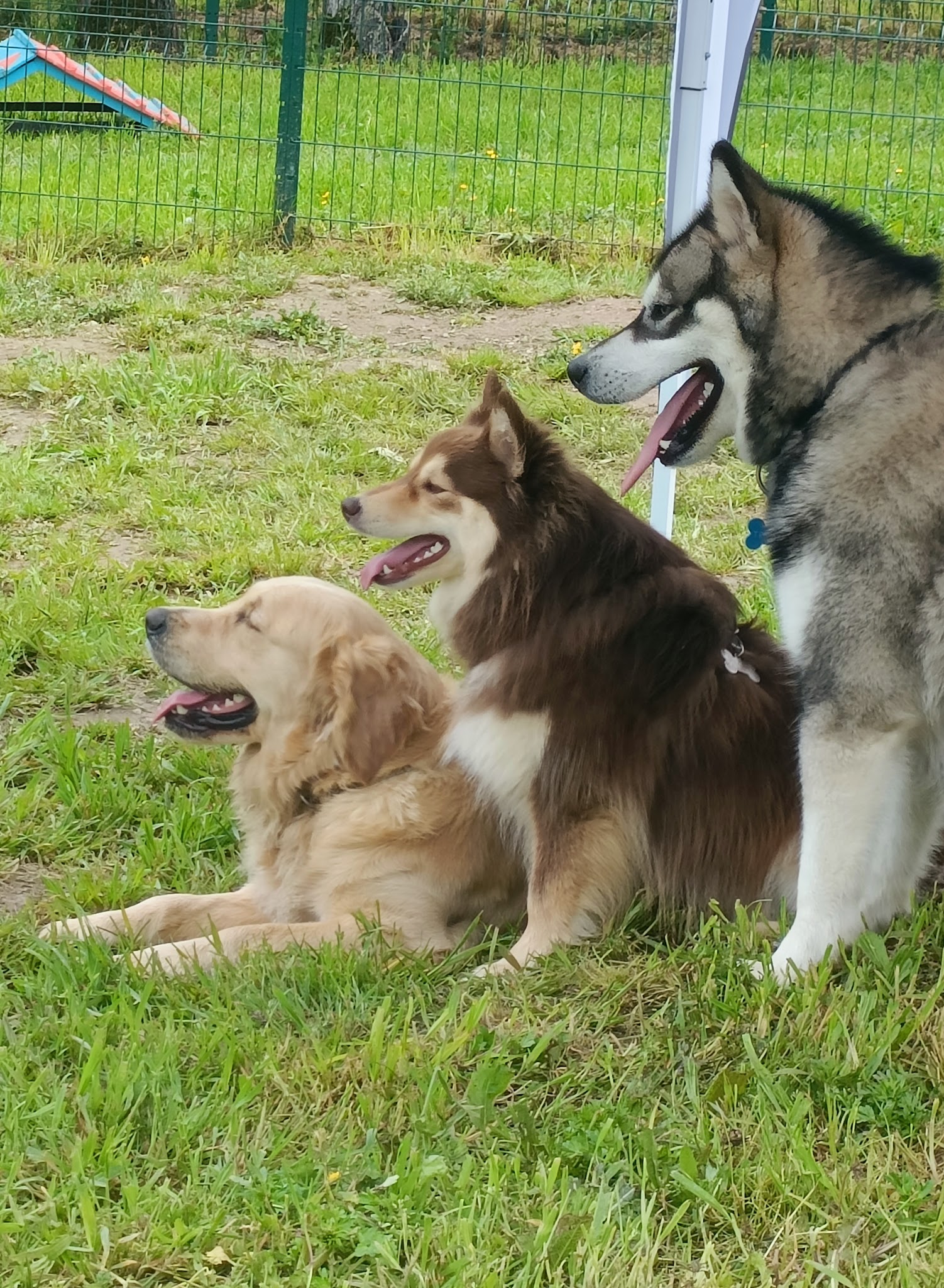 Garde d'animaux - Woofstock - Centre aéré canin — photo