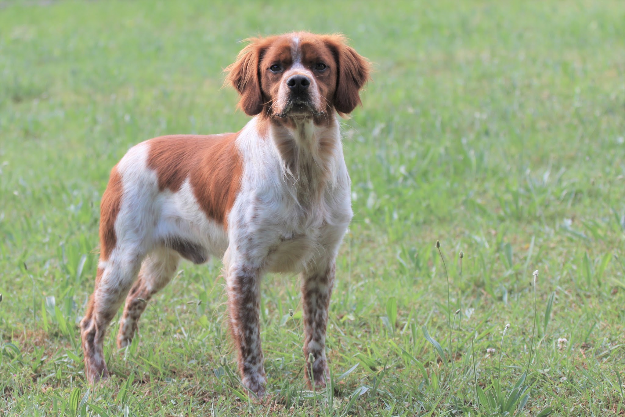 Centre Canin / félin du Pilier des Masques — photo