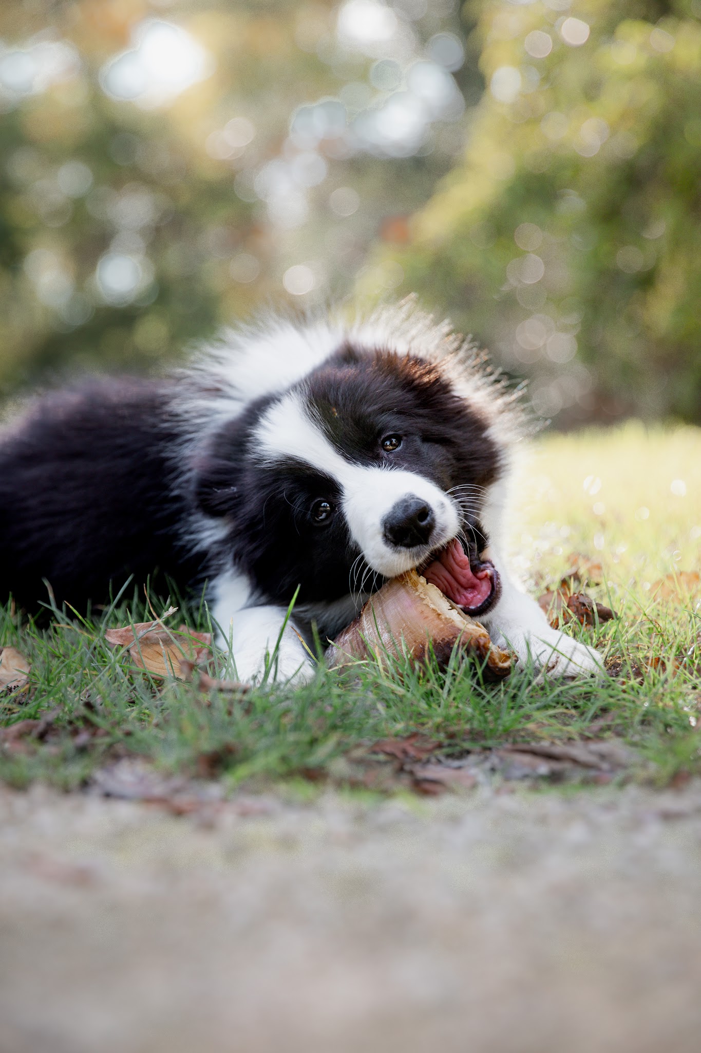 DogSun | Educateur canin Comportementaliste Nancy-Metz — photo