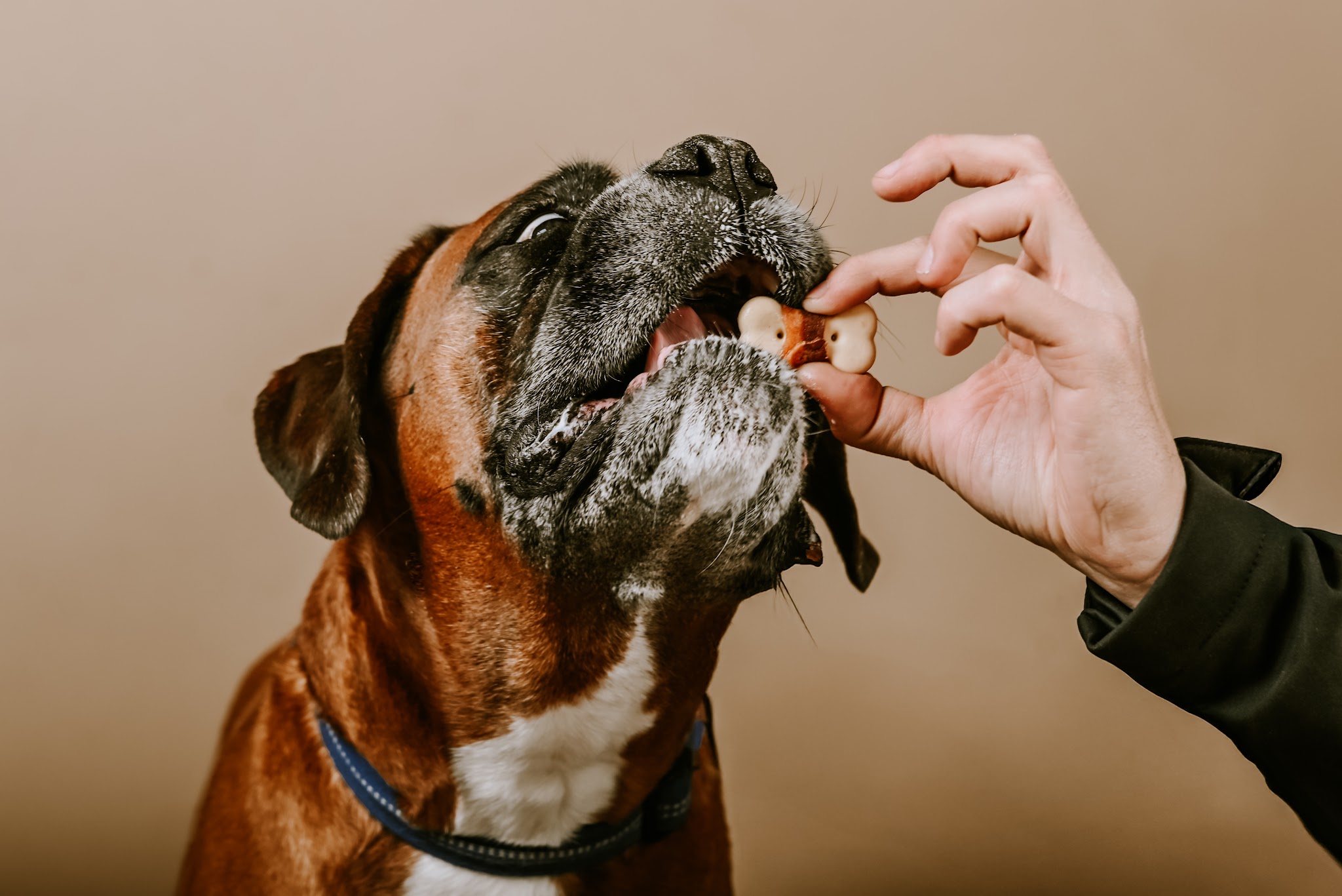 DogSun | Educateur canin Comportementaliste Nancy-Metz — photo