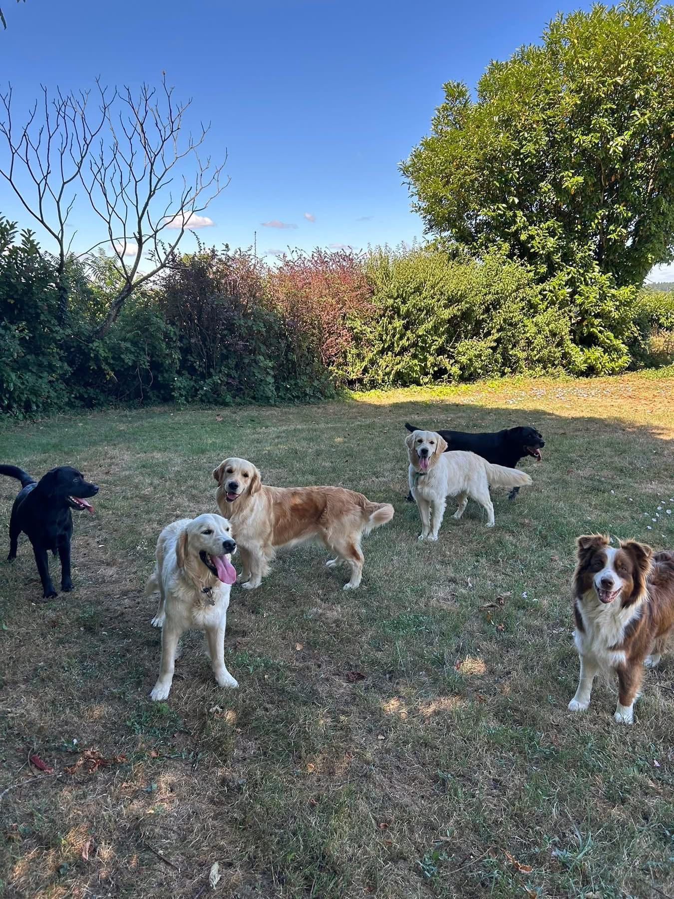 Pension canine familiale La Douceur d’Uska — photo