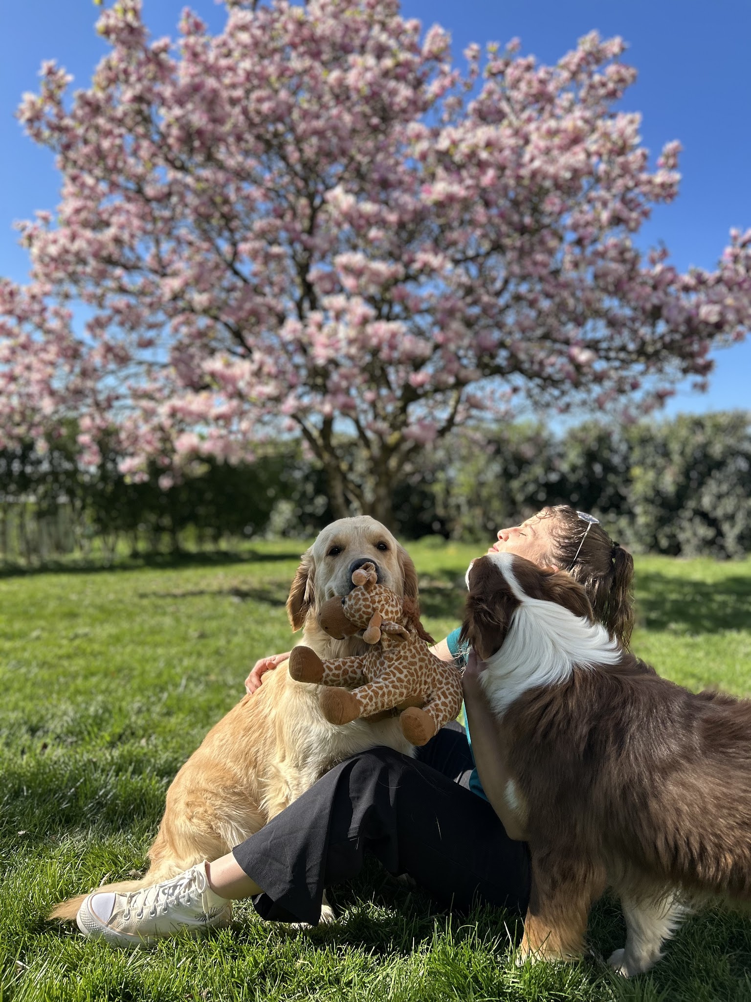 Pension canine familiale La Douceur d’Uska