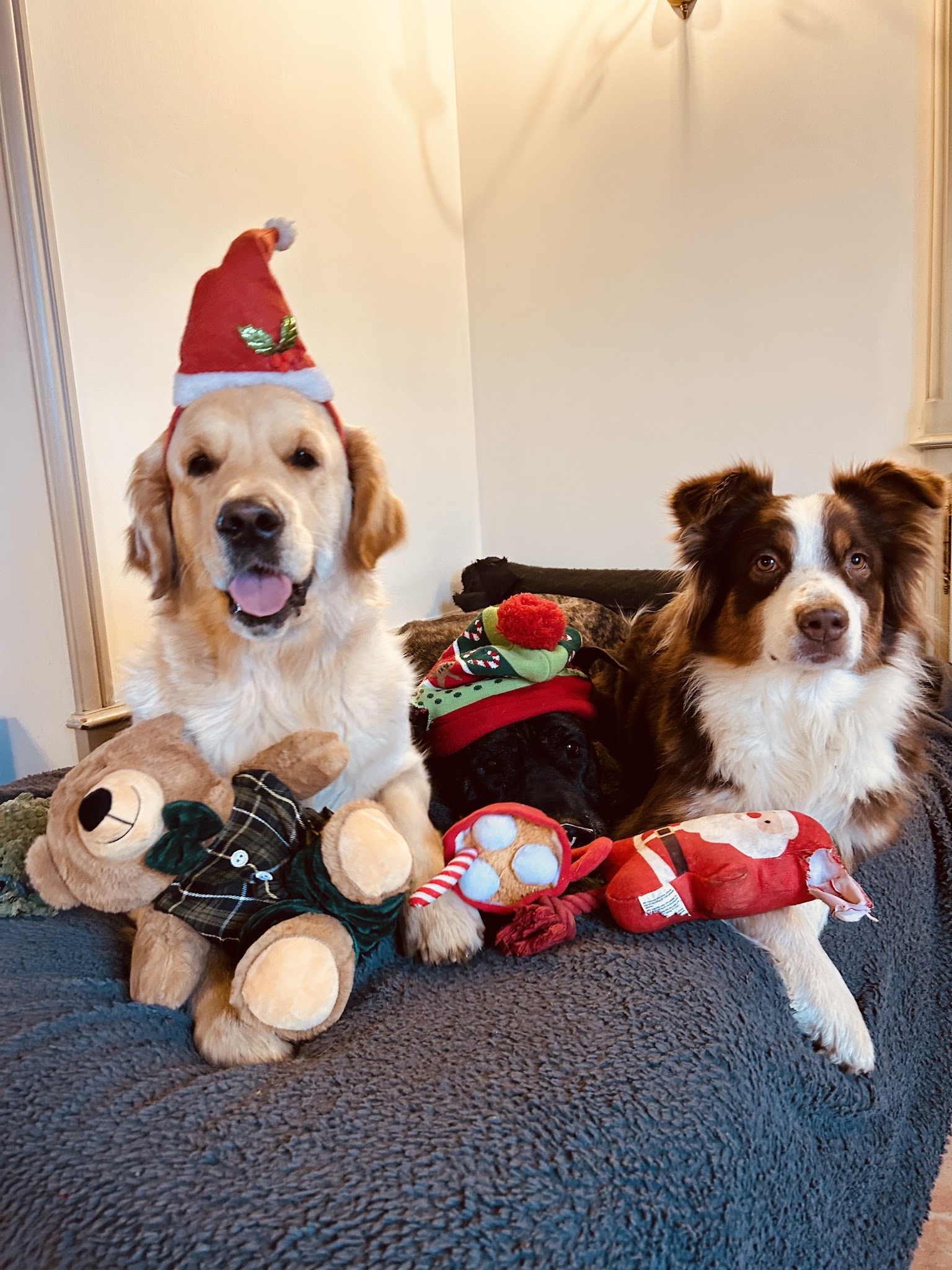 Pension canine familiale La Douceur d’Uska — photo