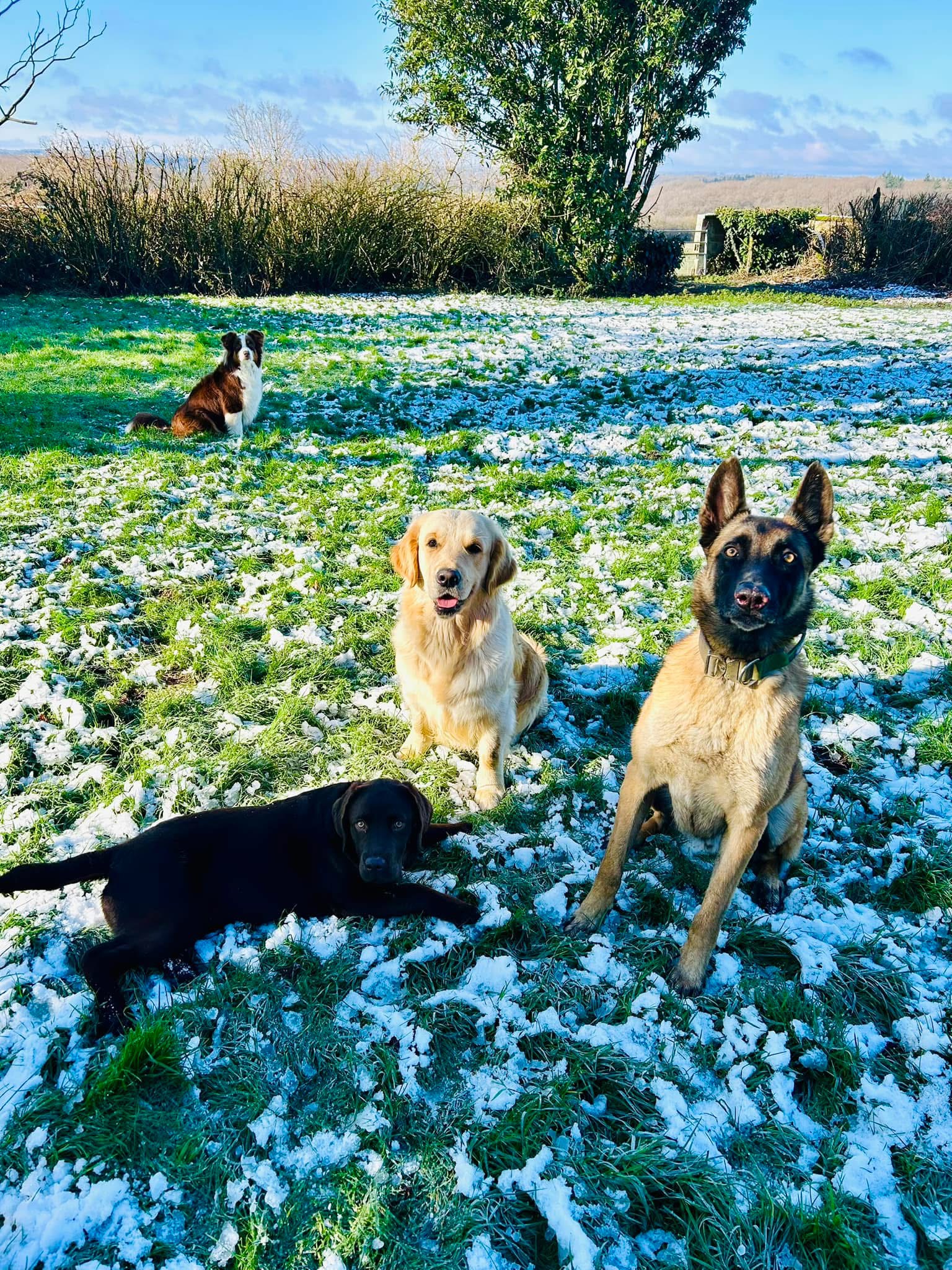 Pension canine familiale La Douceur d’Uska — photo
