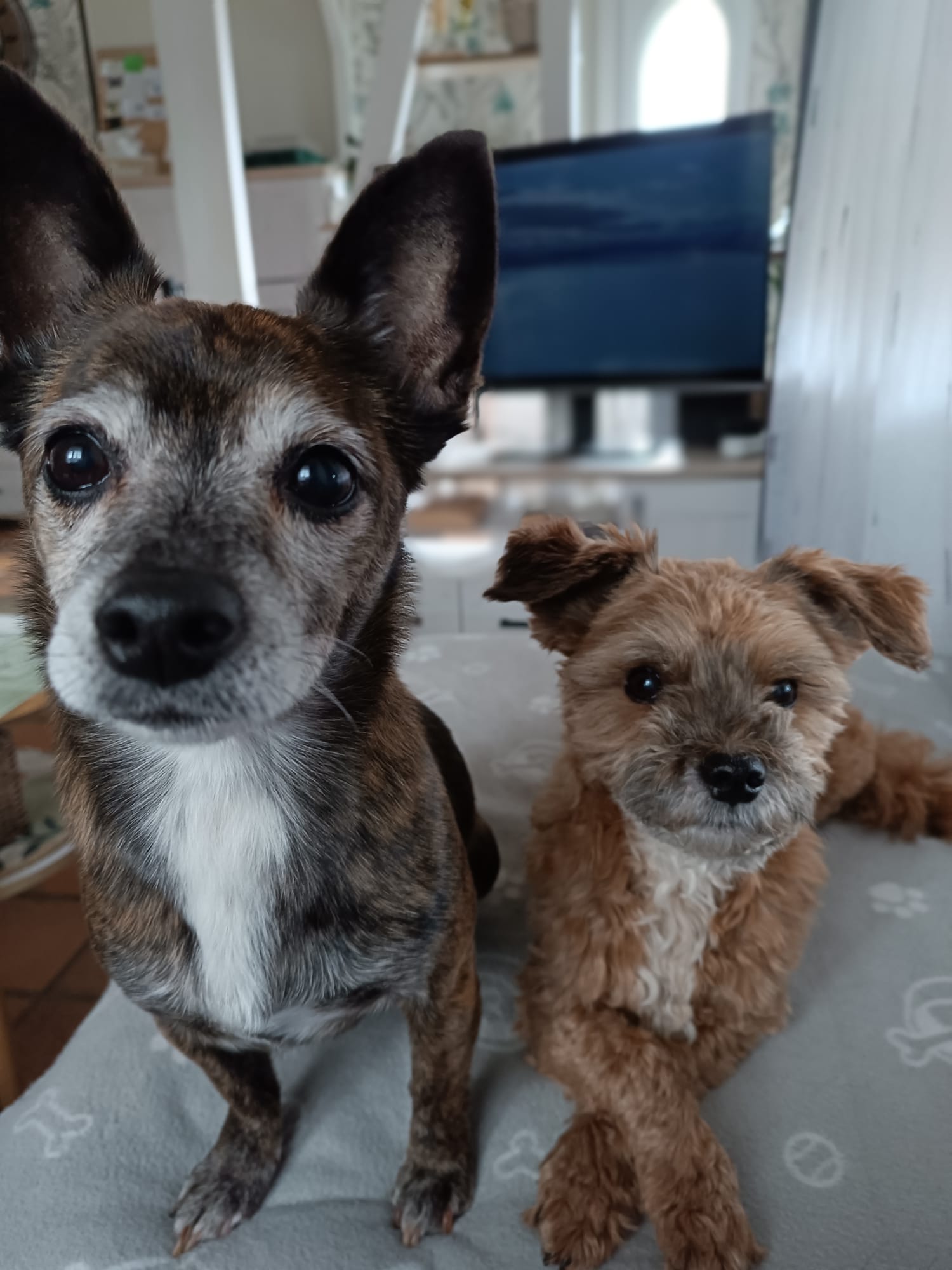 Mama' Pets — photo