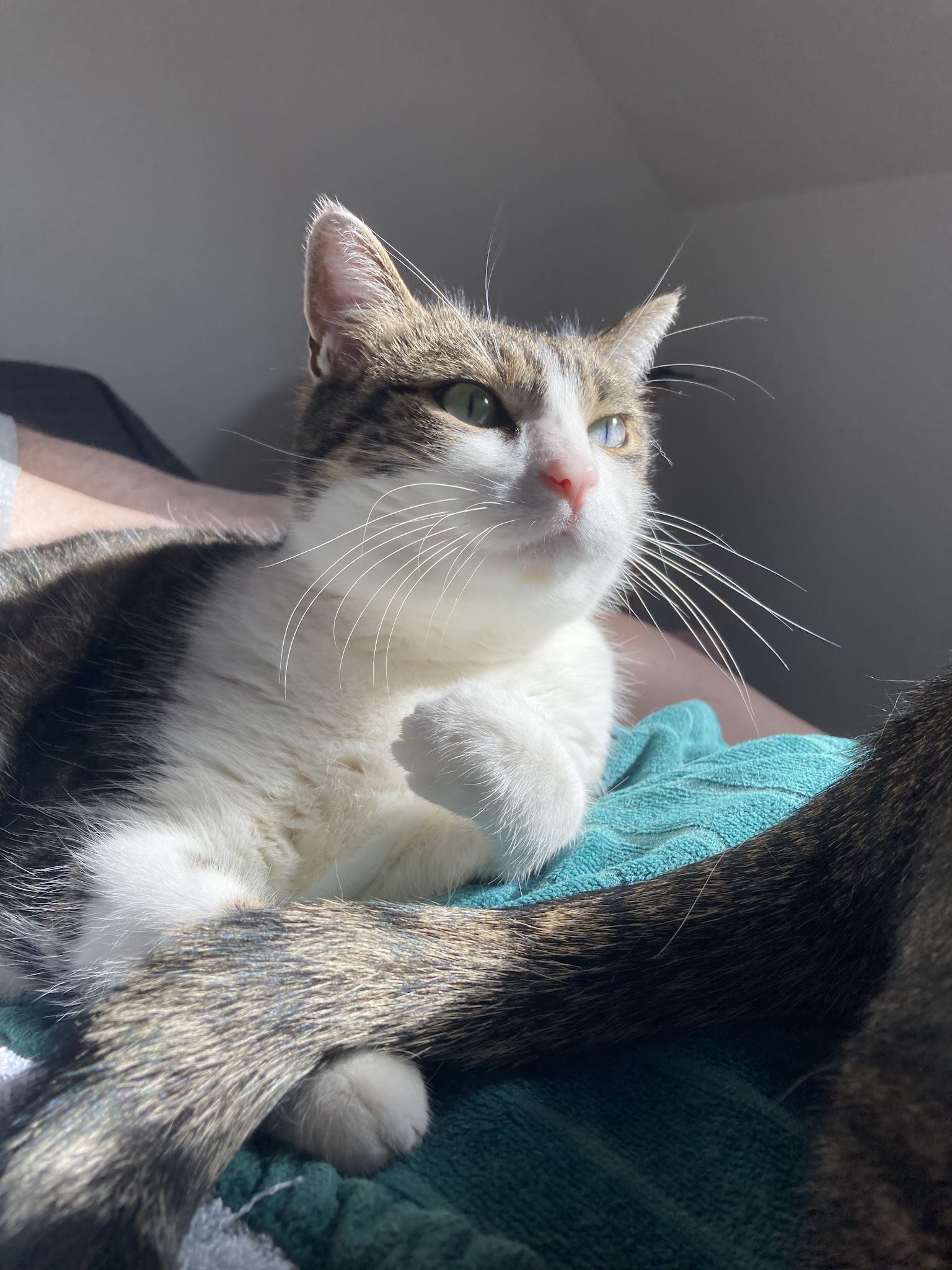 Mama' Pets — photo