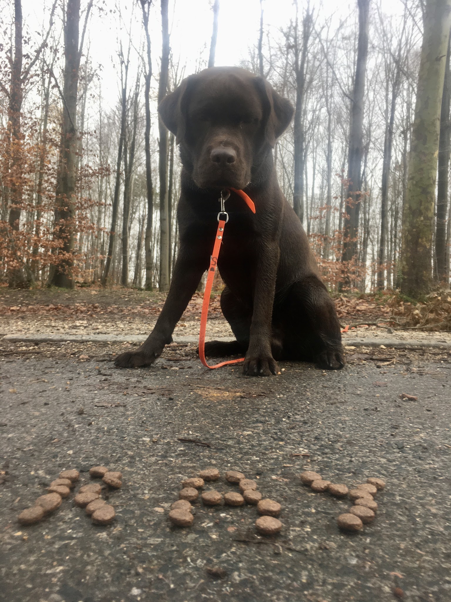 The Pet Sitter ANGERS - Promeneur de chien & Visite de chat — photo