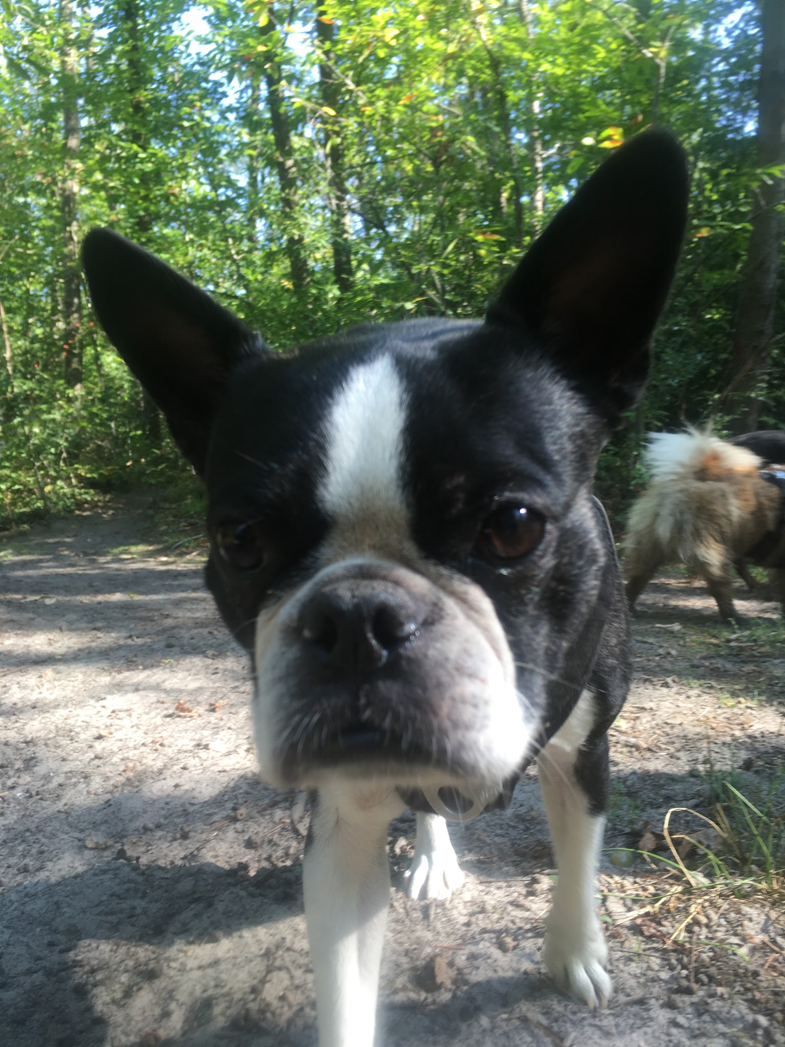 The Pet Sitter ANGERS - Promeneur de chien & Visite de chat — photo