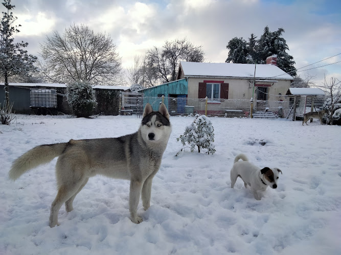 Bibouille And Co - Pension Canine