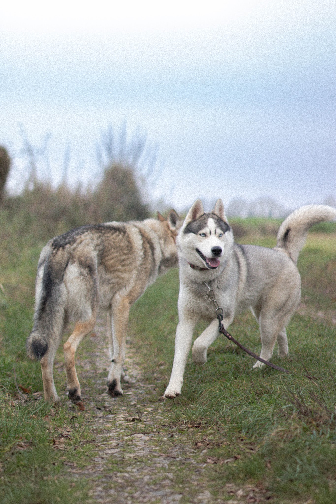 Bibouille And Co - Pension Canine — photo
