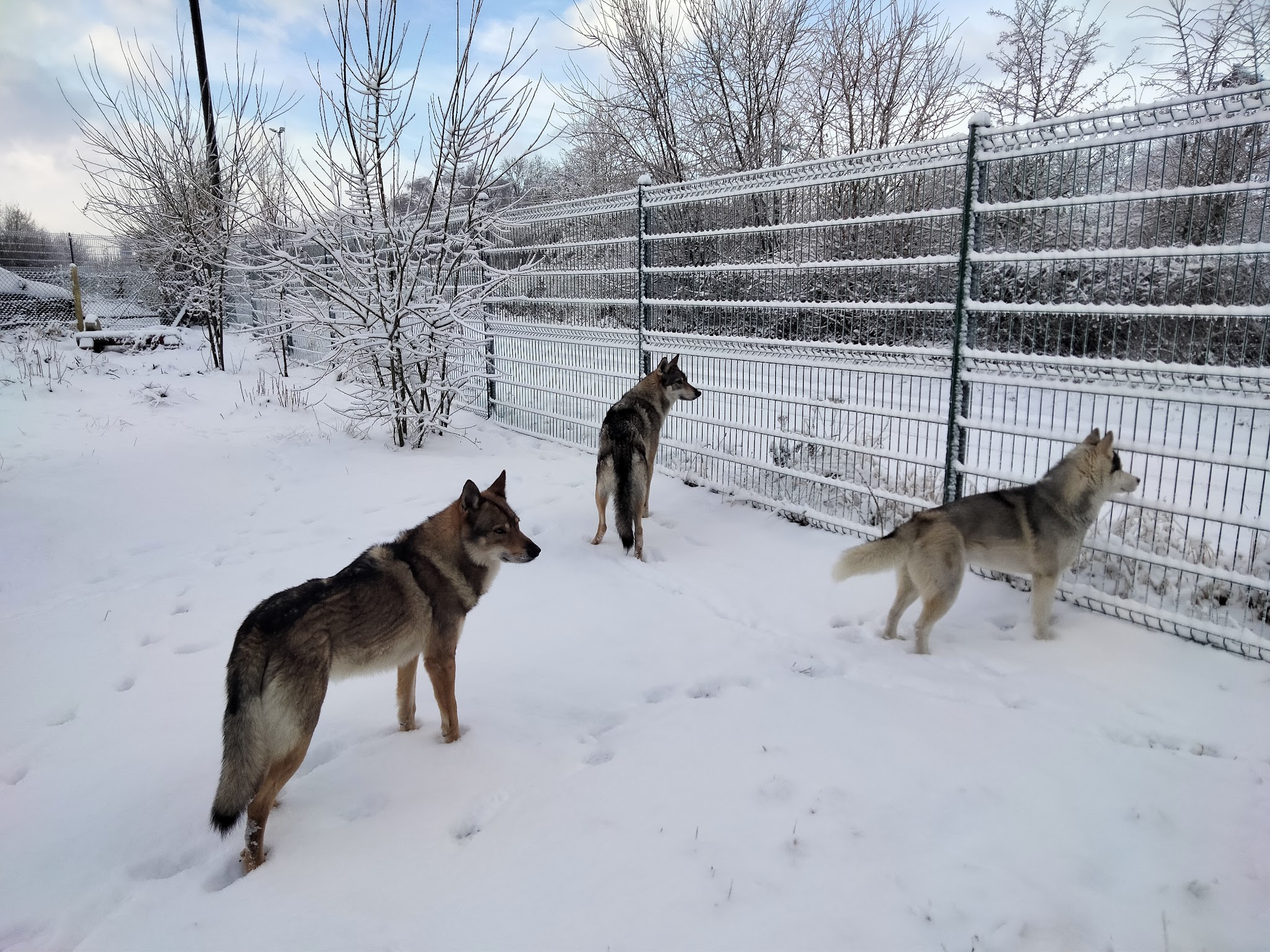 Bibouille And Co - Pension Canine — photo