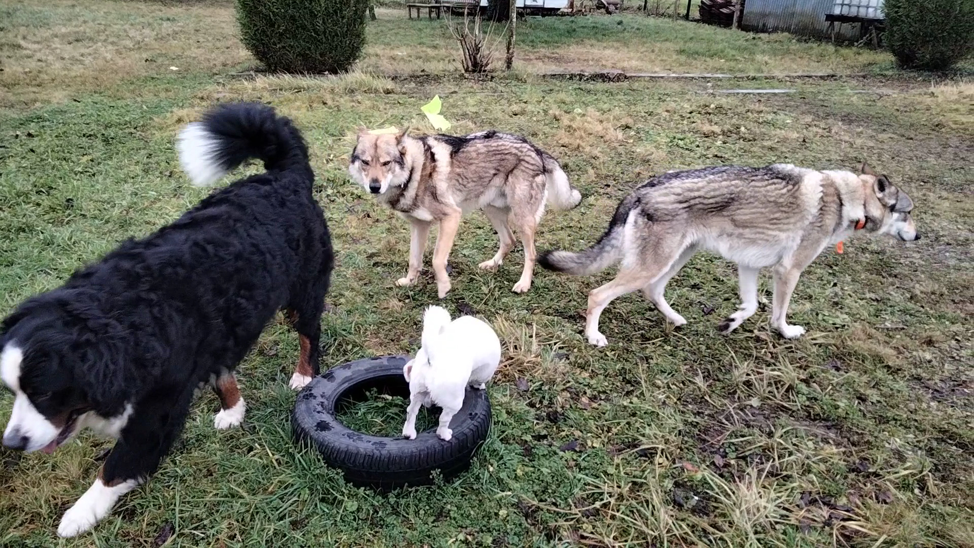 Bibouille And Co - Pension Canine — photo