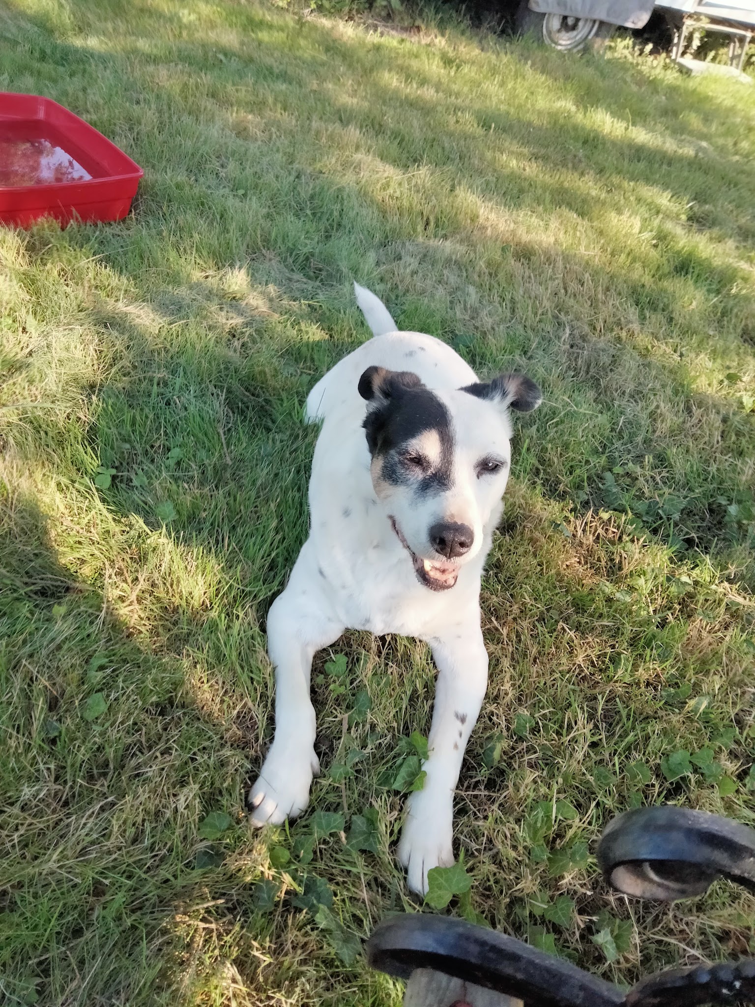 Bibouille And Co - Pension Canine — photo