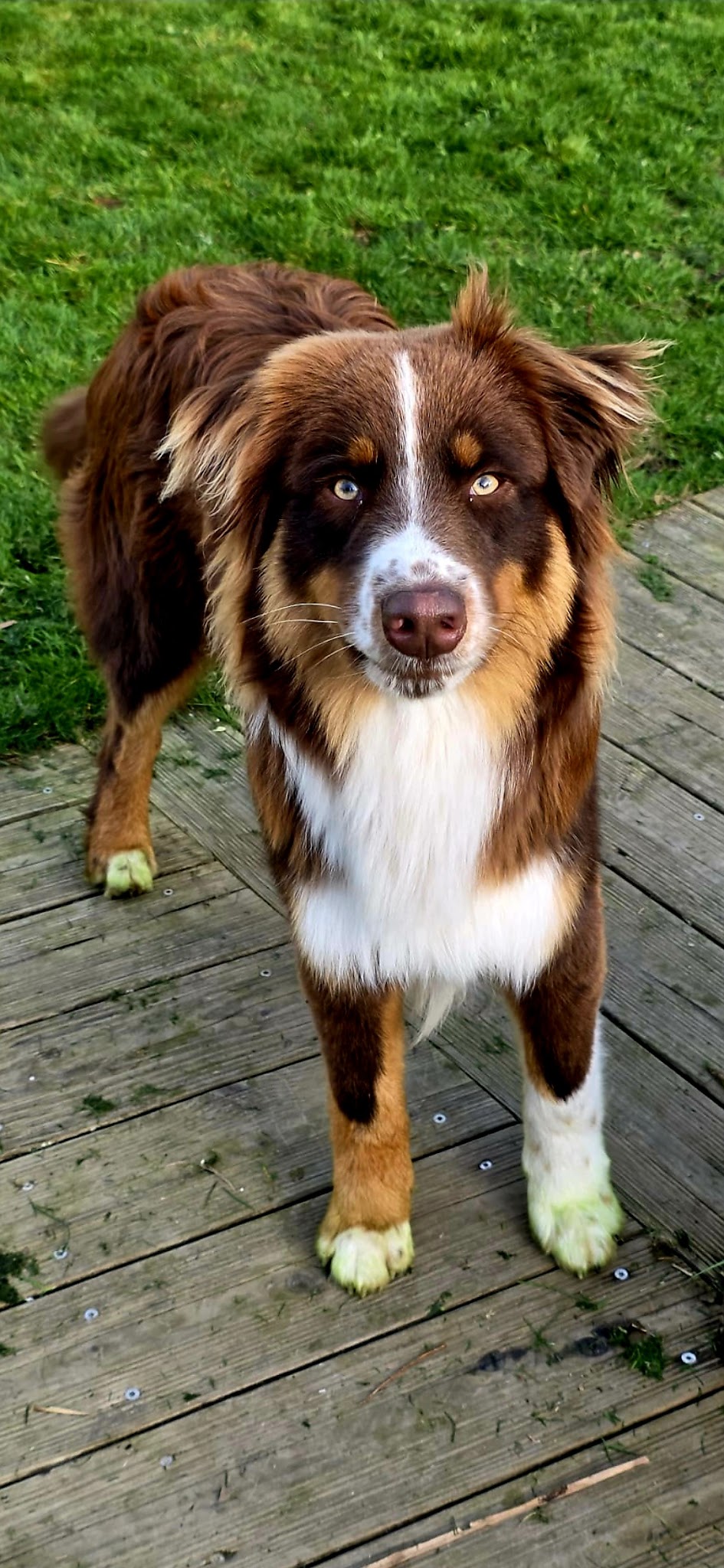 Pet's Family — photo