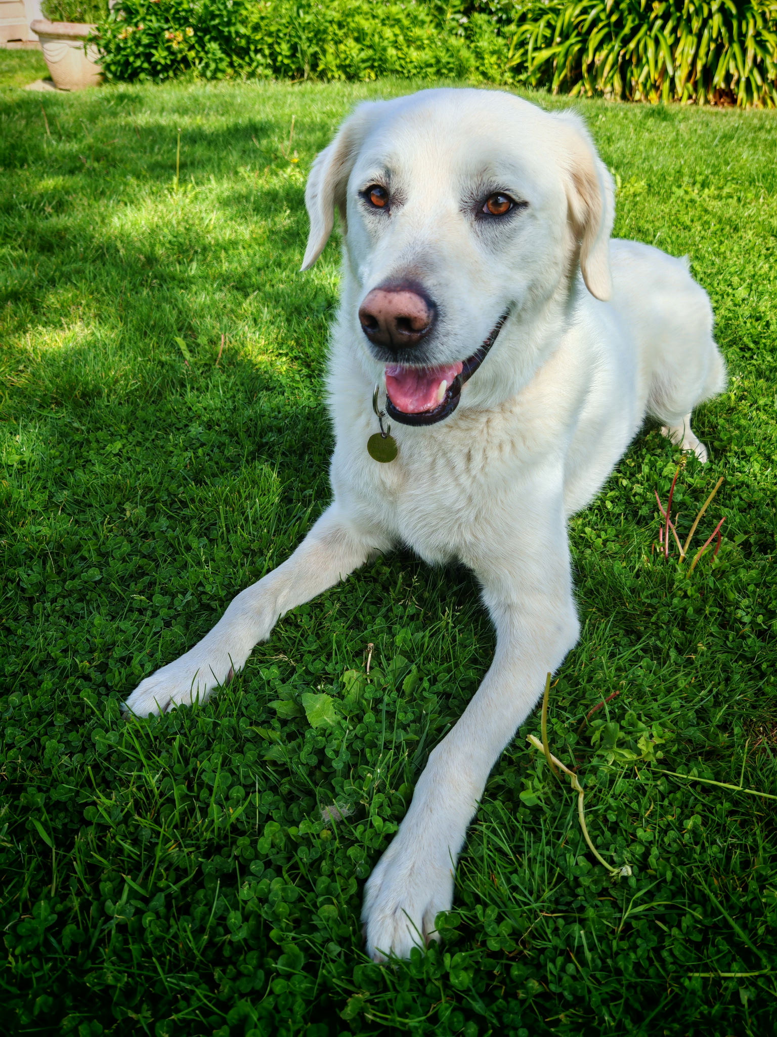 Pet's Family — photo