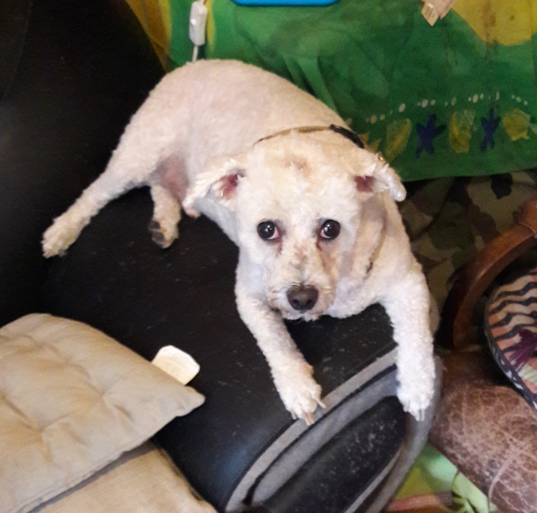 Happy Dog — photo