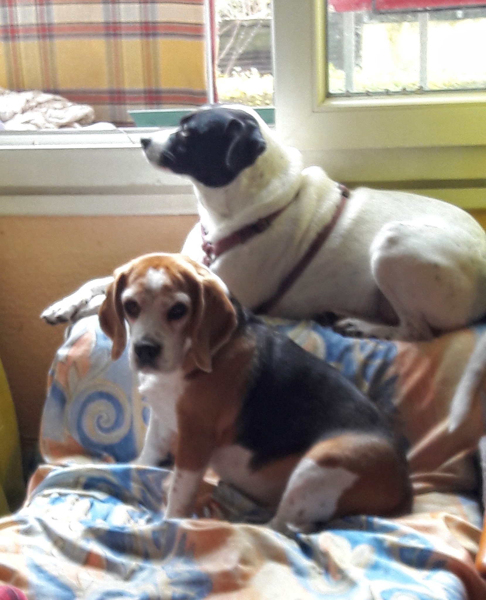 Happy Dog — photo