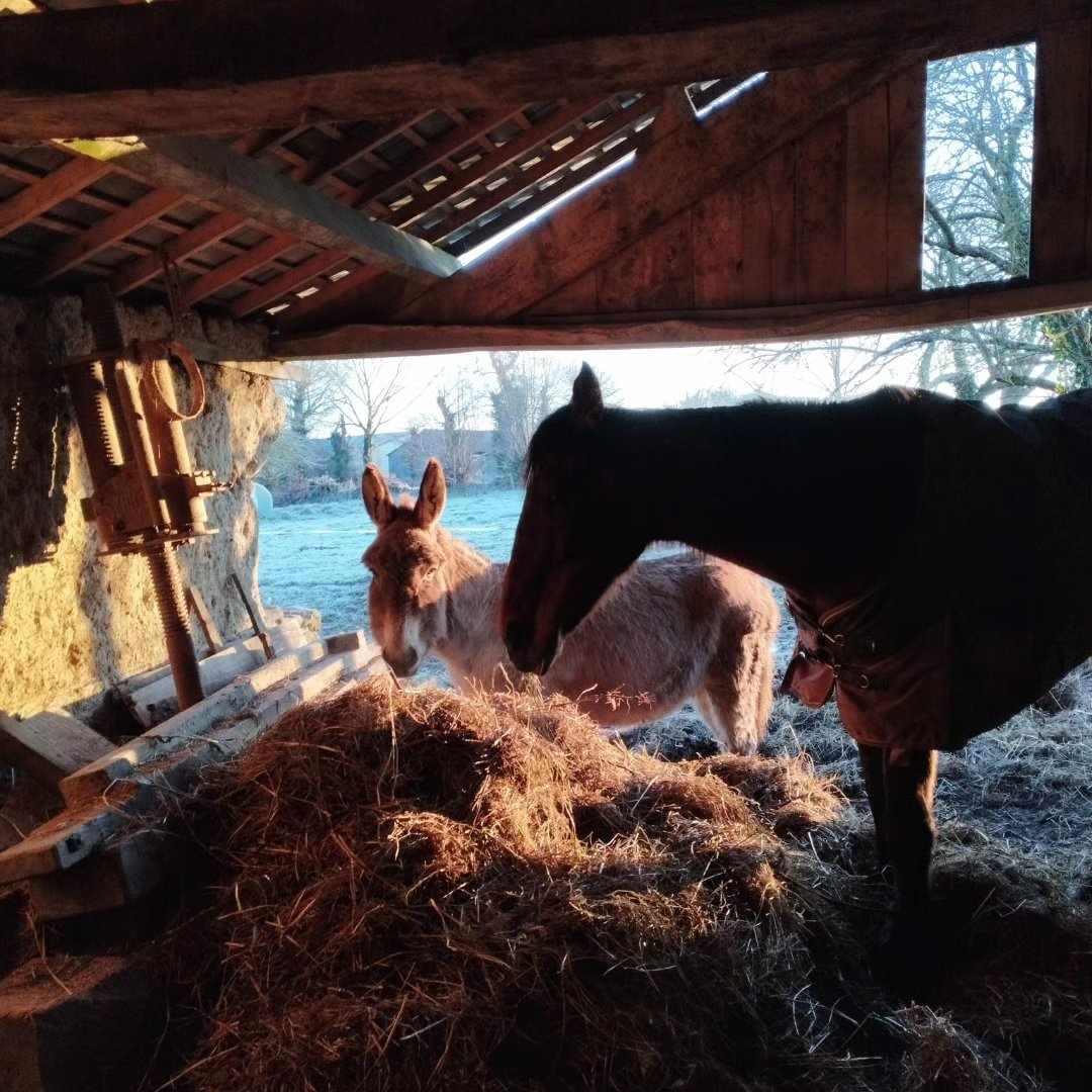 La Ferme du Lien - Médiation par l'animal — photo