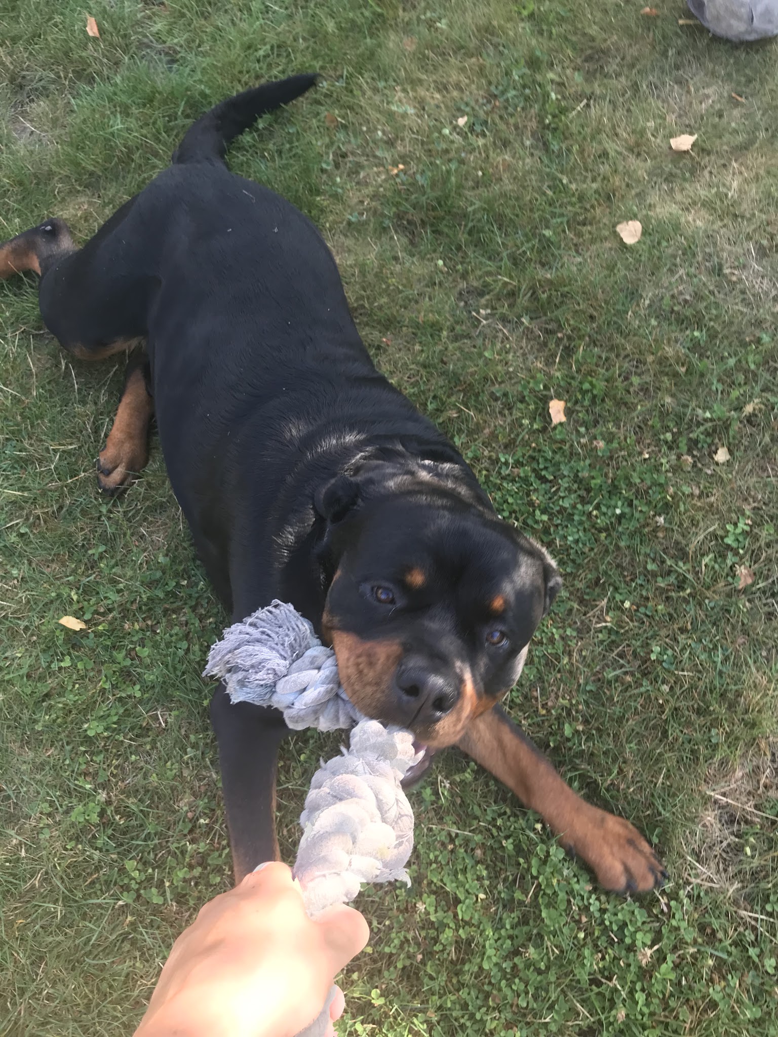Dog Holliday- Visites à votre domicile chats/chiens/nacs et promenades canines — photo