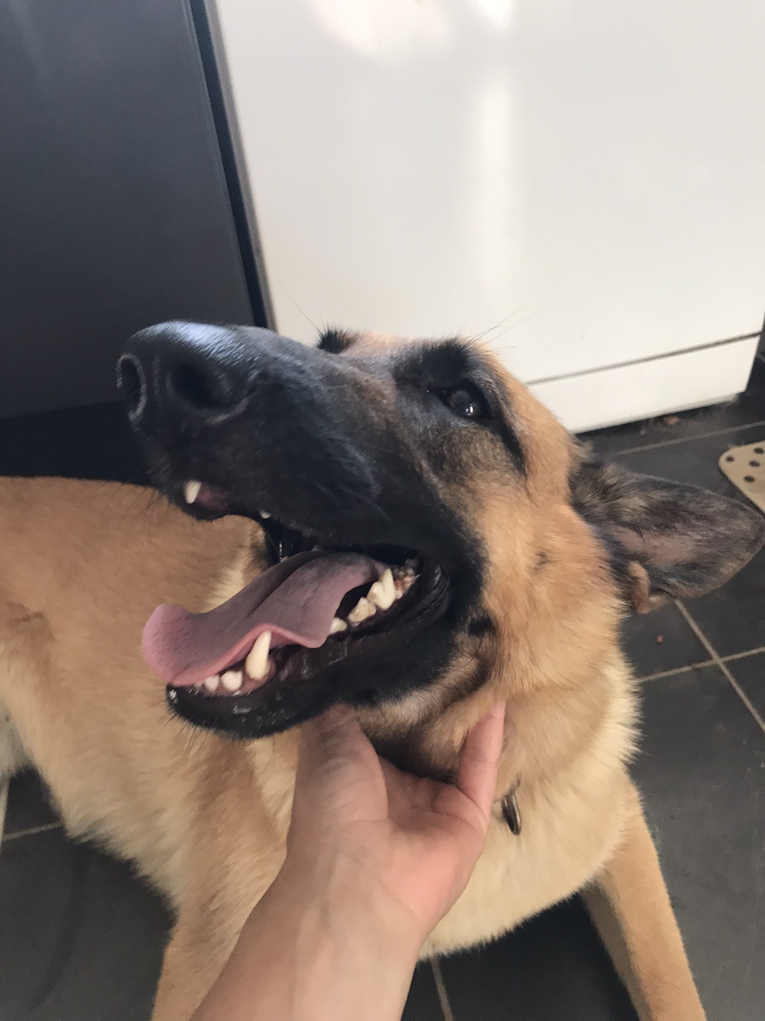 Dog Holliday- Visites à votre domicile chats/chiens/nacs et promenades canines — photo