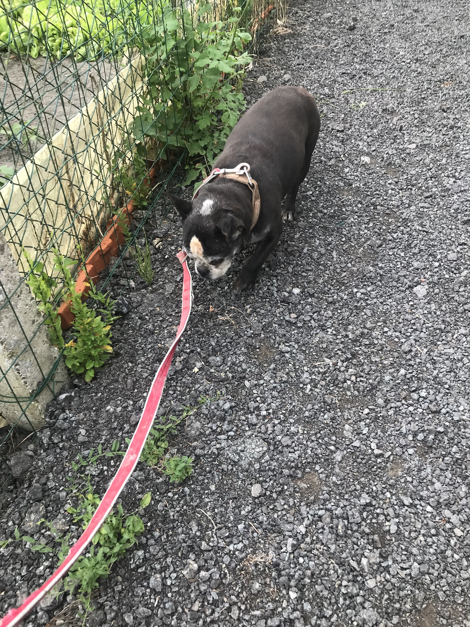 Dog Holliday- Visites à votre domicile chats/chiens/nacs et promenades canines — photo