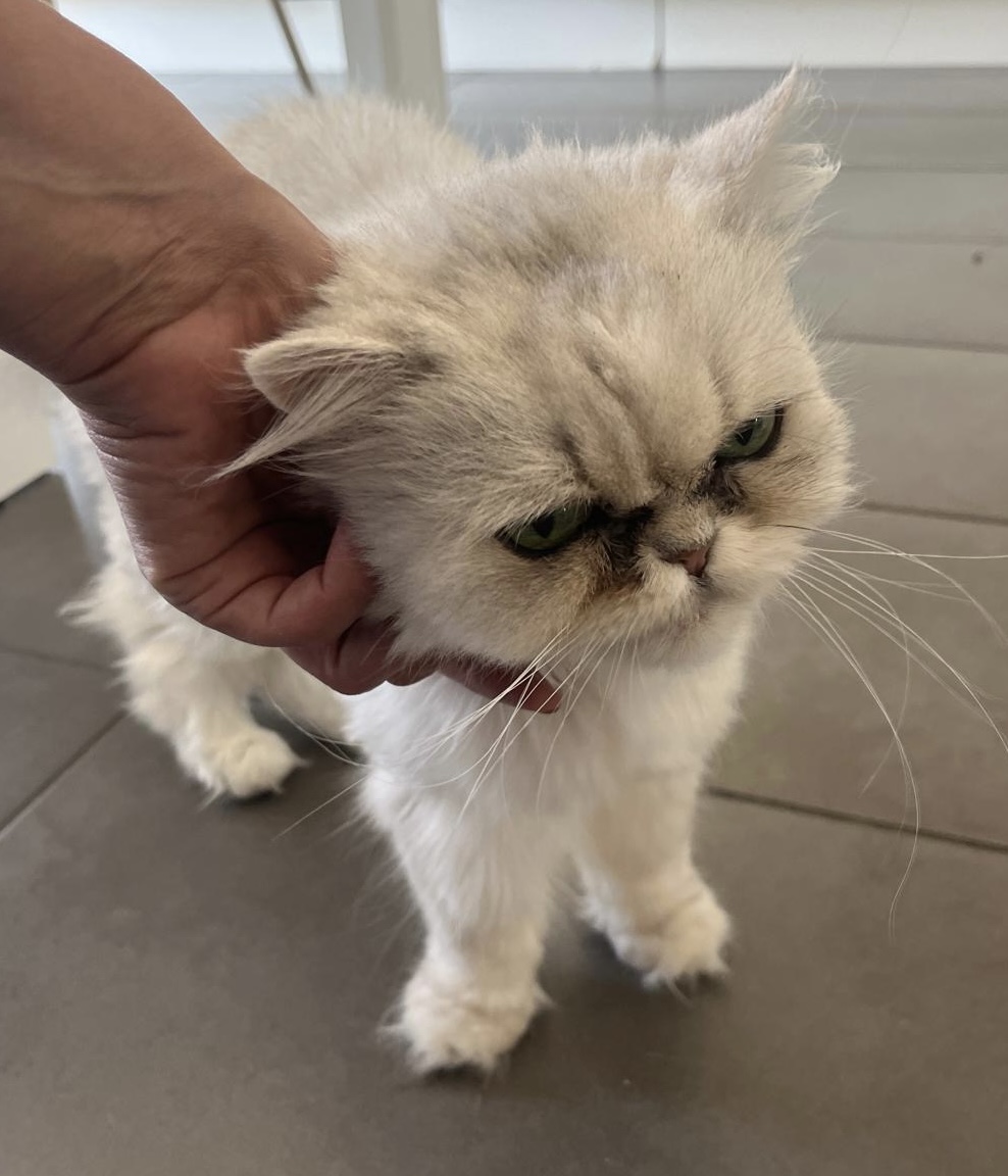 Ma Psycat — photo