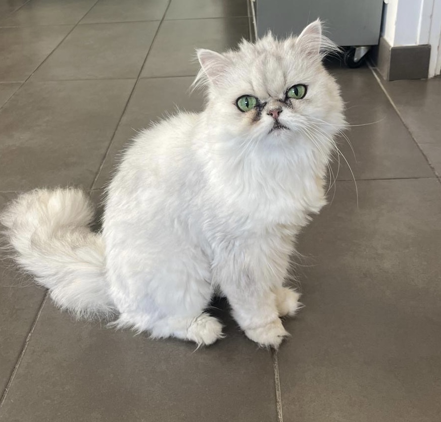 Ma Psycat — photo