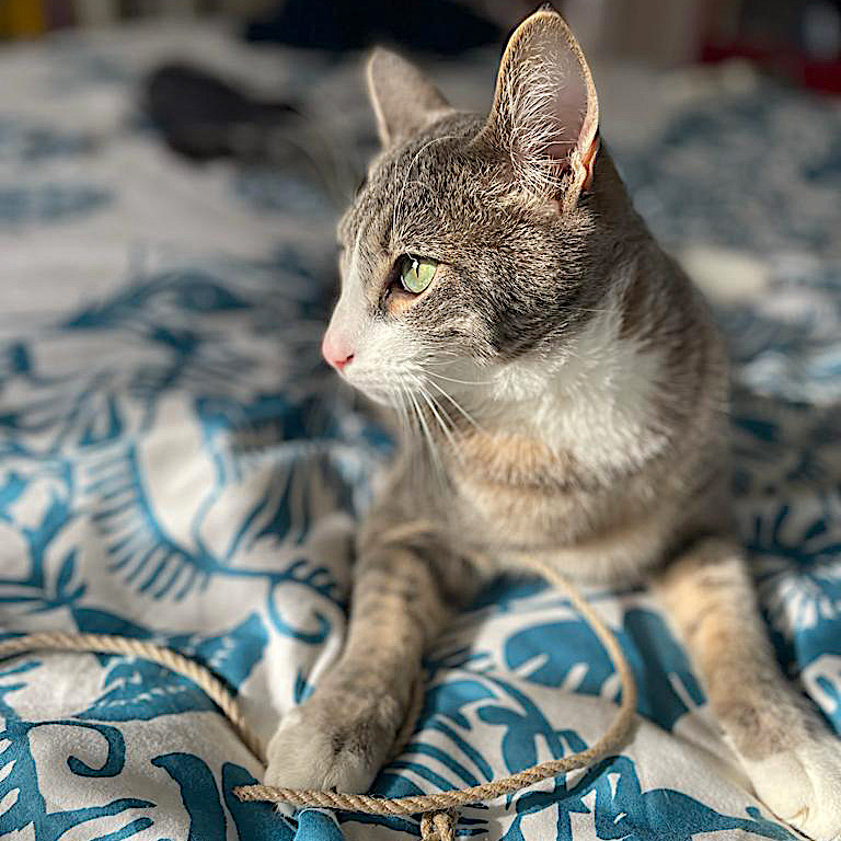 Ma Psycat