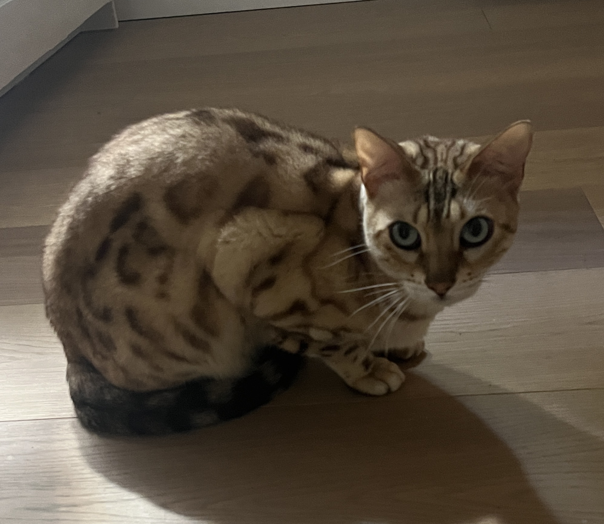 Ma Psycat — photo