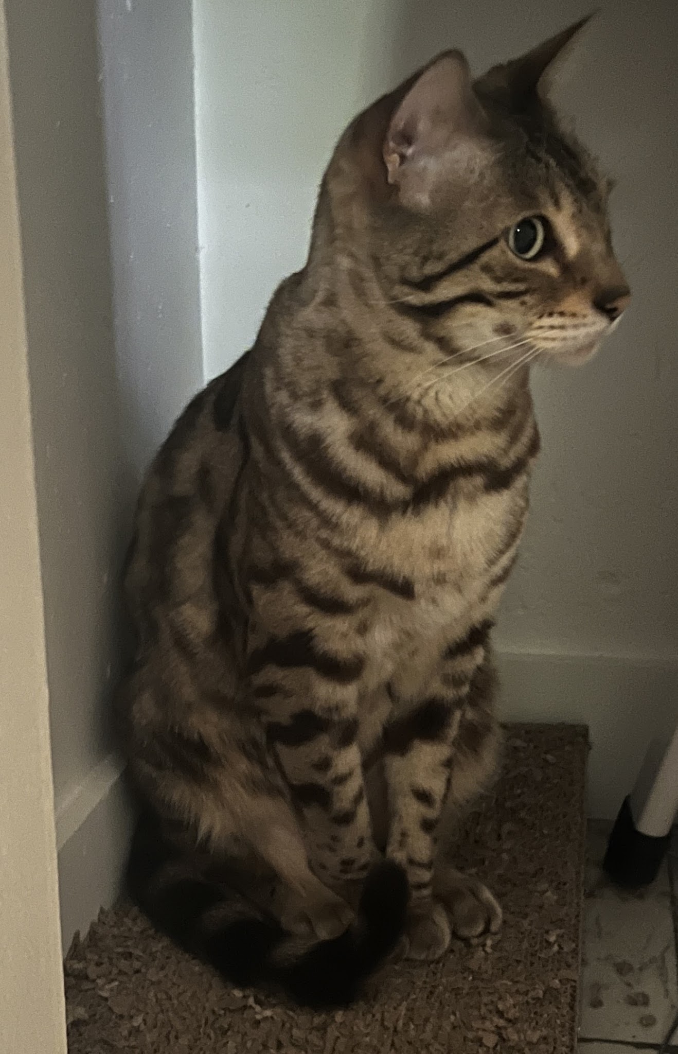 Ma Psycat — photo
