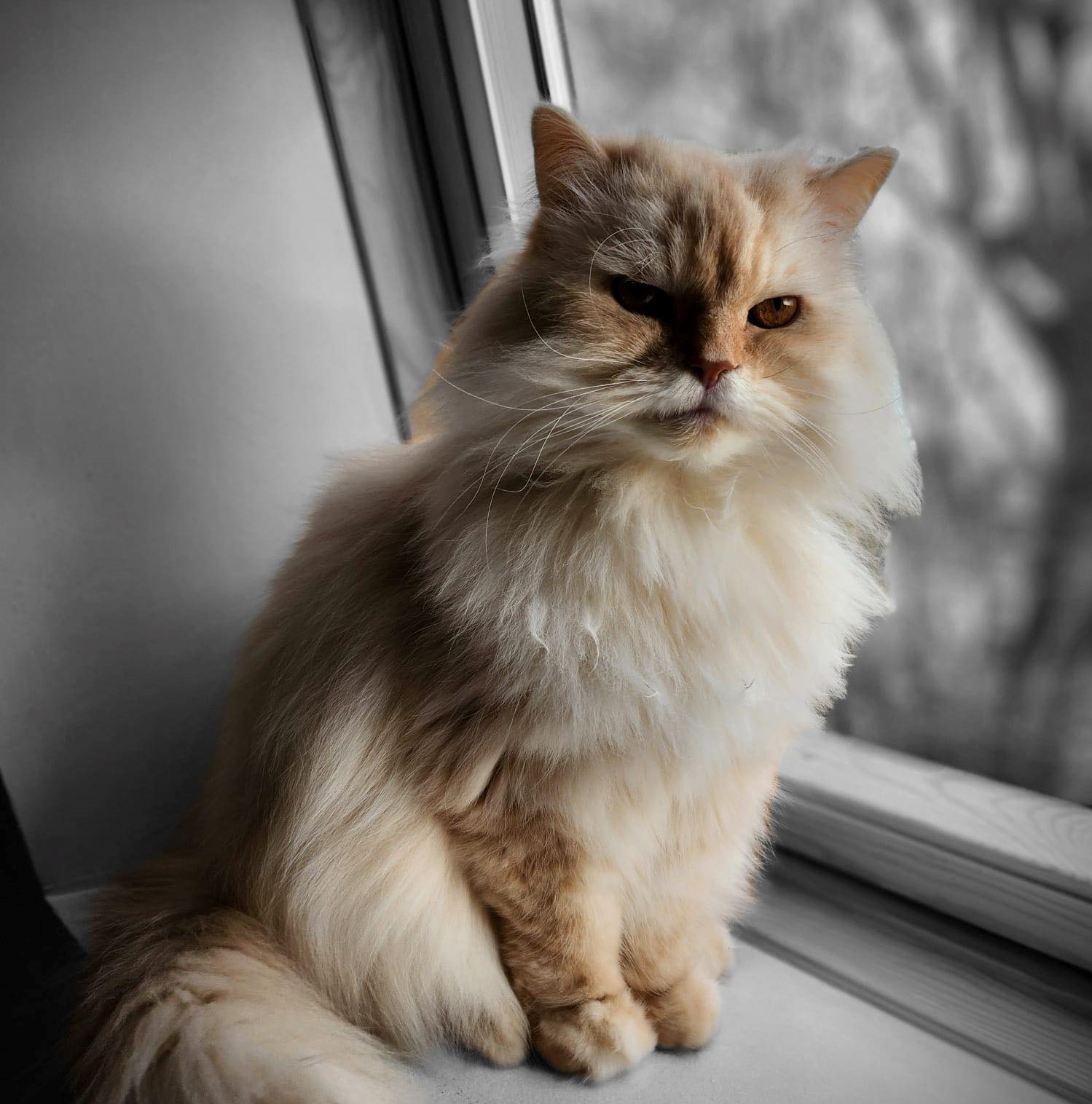 Virginie&Compagnie (Pet Sitter, Garde d'animaux, Toilettage canin) — photo