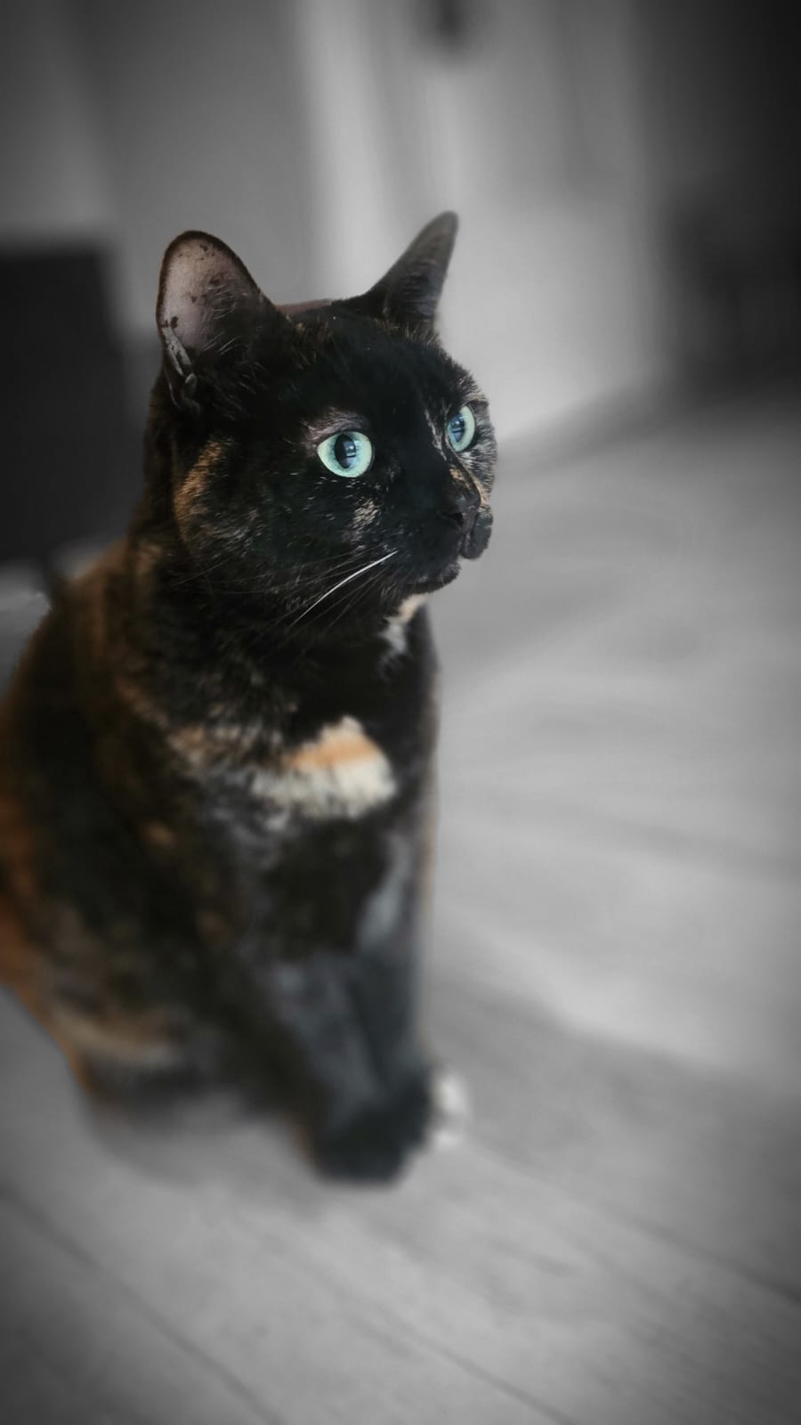 Virginie&Compagnie (Pet Sitter, Garde d'animaux, Toilettage canin) — photo