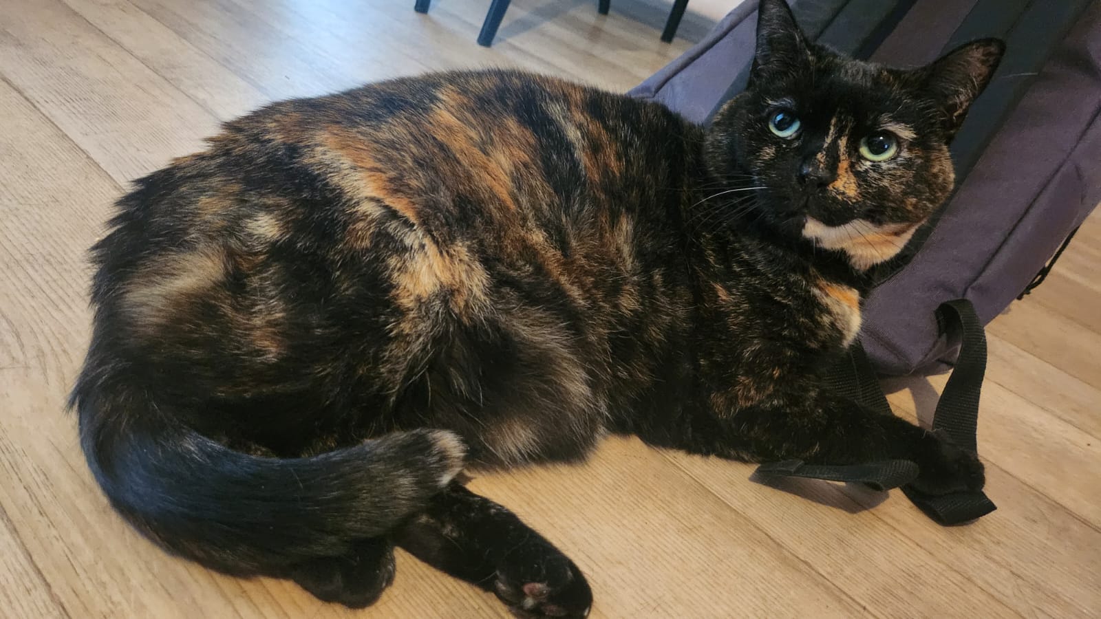 Virginie&Compagnie (Pet Sitter, Garde d'animaux, Toilettage canin) — photo