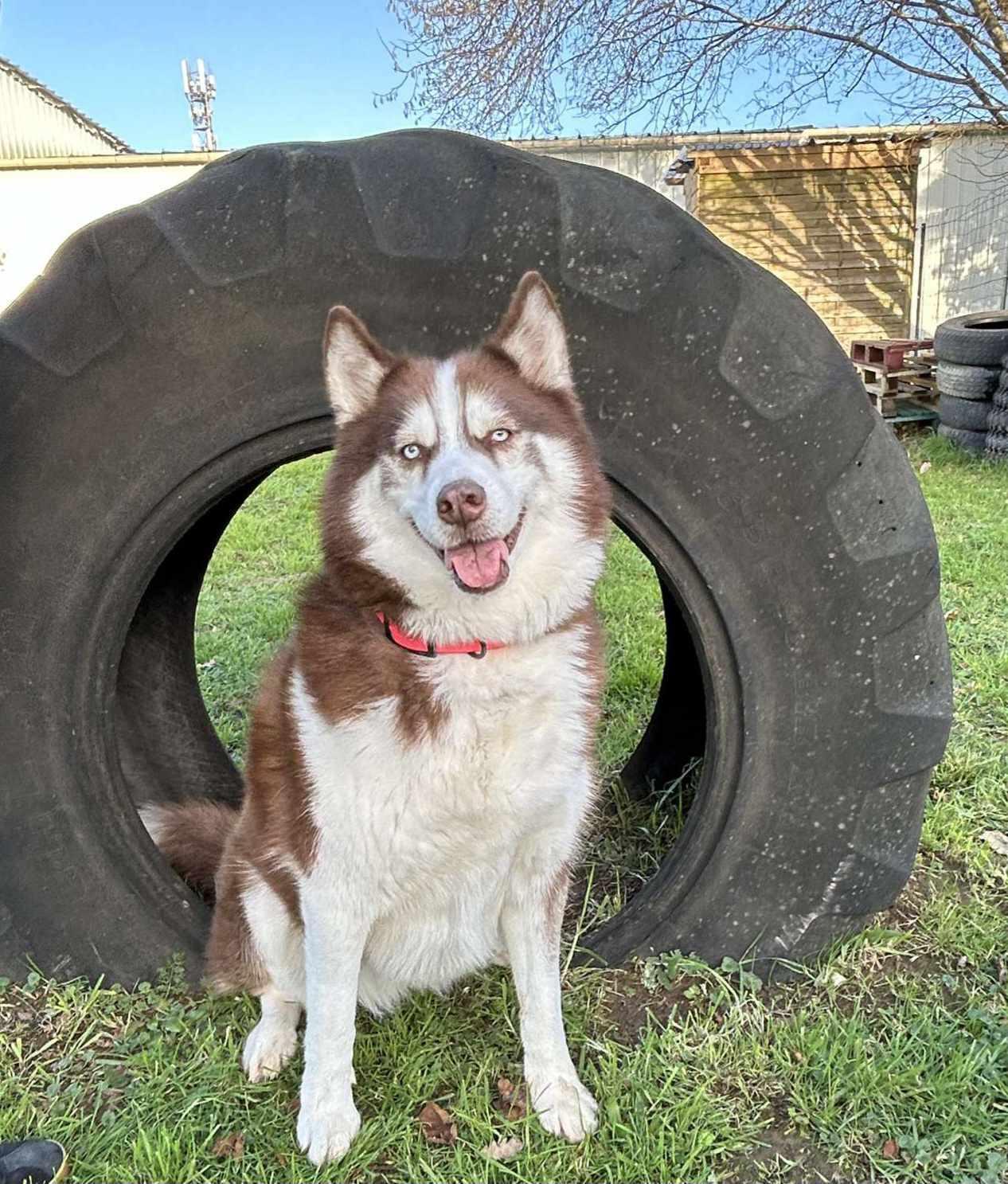 Psy Co Canin — photo