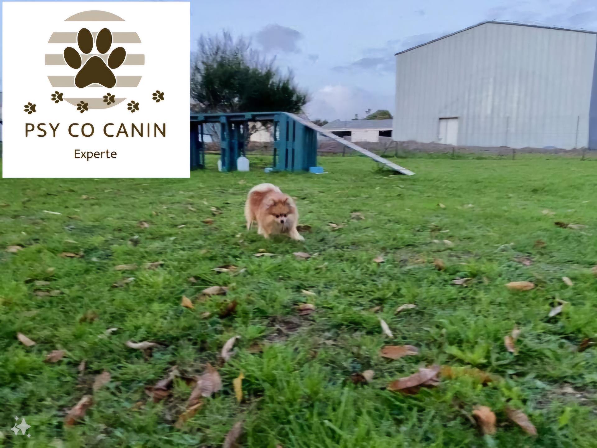 Psy Co Canin — photo