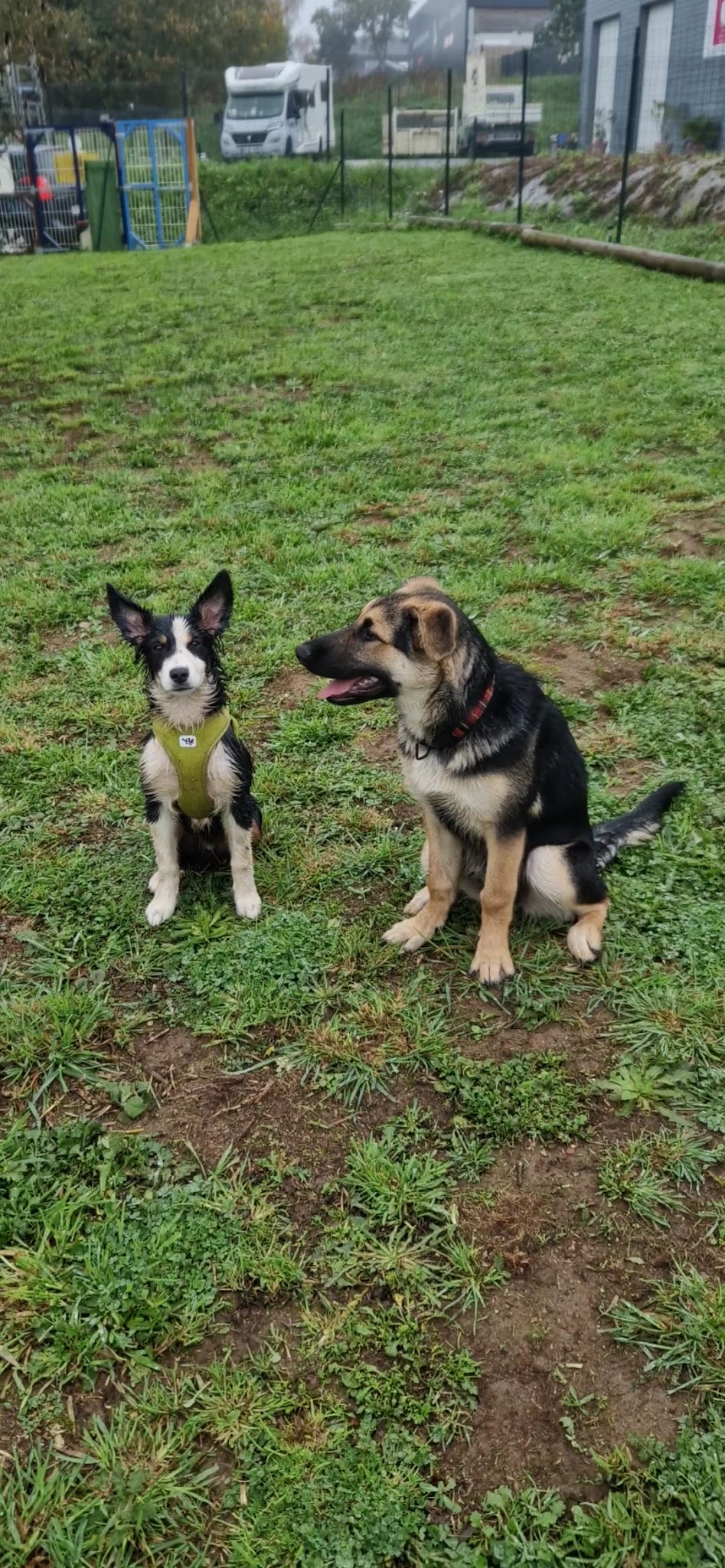 Psy Co Canin — photo