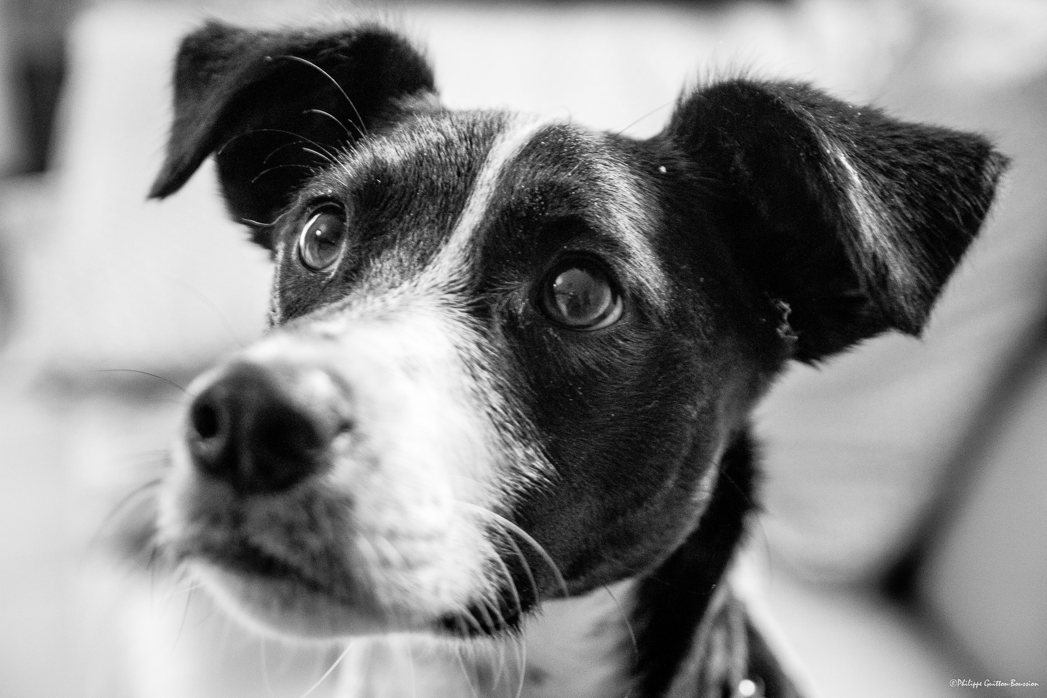 Pension canine Nounou Toutou Matou — photo