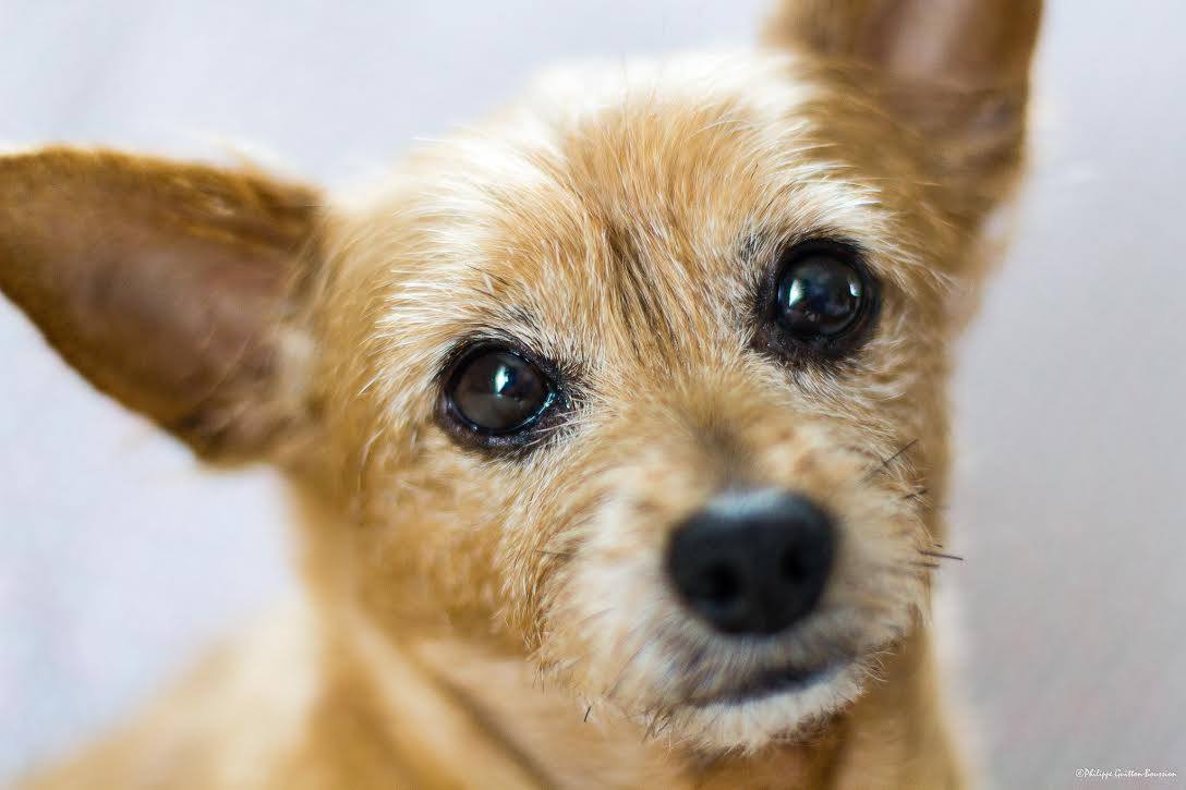Pension canine Nounou Toutou Matou — photo