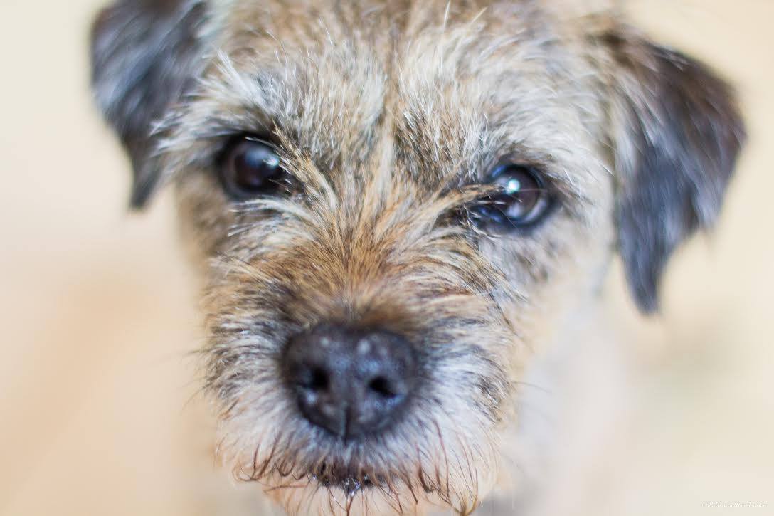 Pension canine Nounou Toutou Matou — photo
