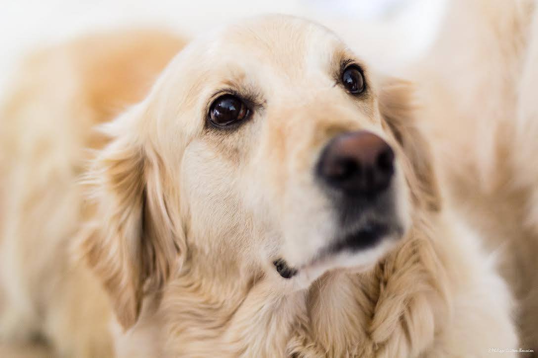 Pension canine Nounou Toutou Matou — photo